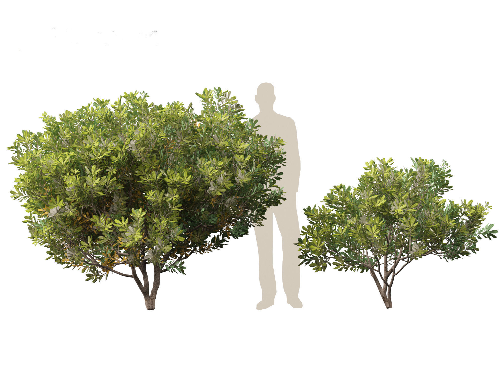 Pittosporum tobira - Japanese pittosporum 01 3D model_5