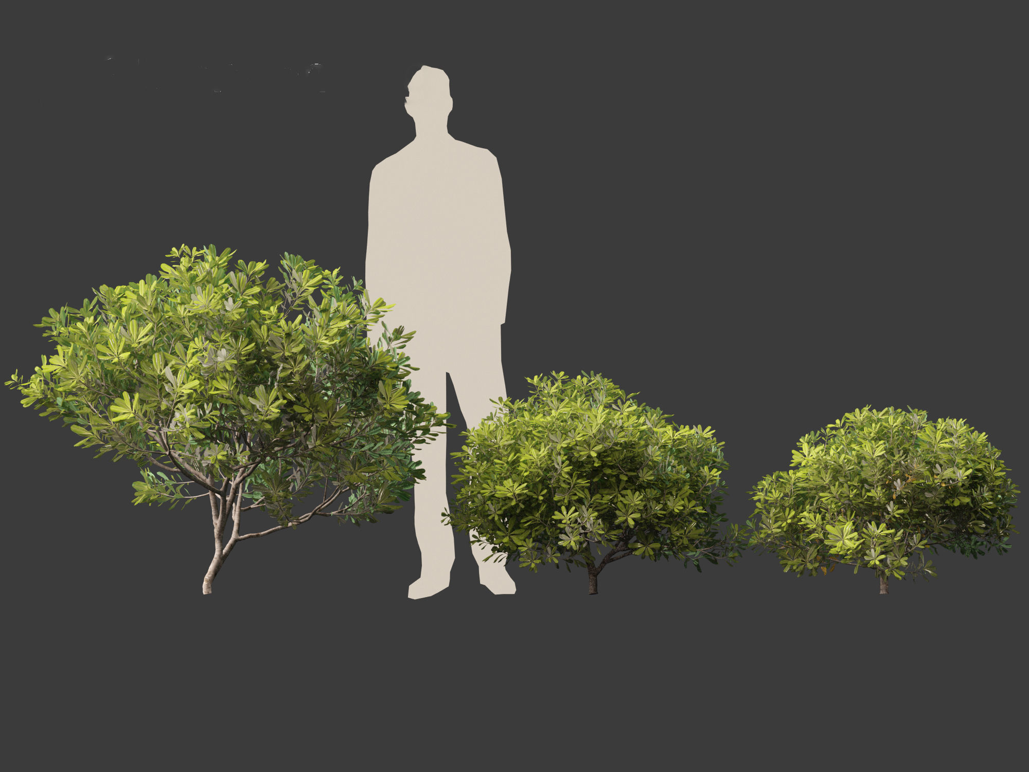 Pittosporum tobira - Japanese pittosporum 01 3D model_8