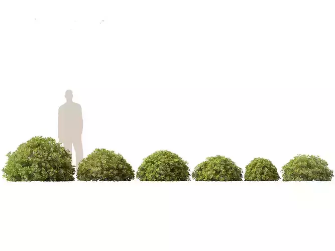 Pittosporum tobira - Japanese pittosporum 02