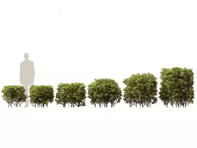 Pittosporum tobira - Japanese pittosporum 03