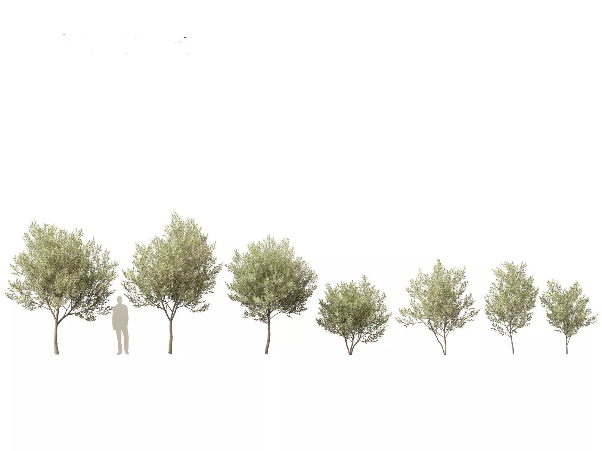 Salix pentandra - The bay willow 01 3D model_0