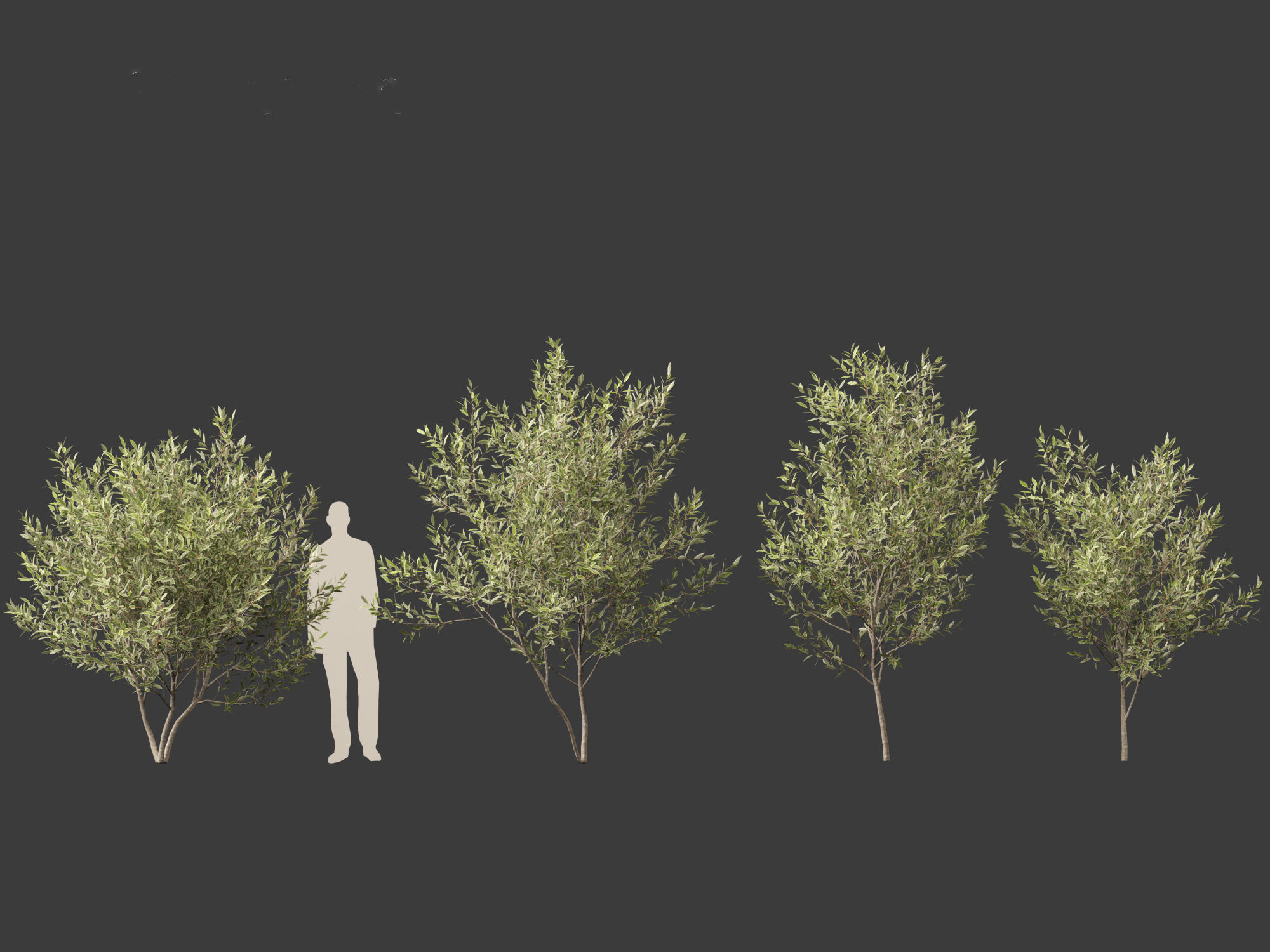 Salix pentandra - The bay willow 01 3D model_5