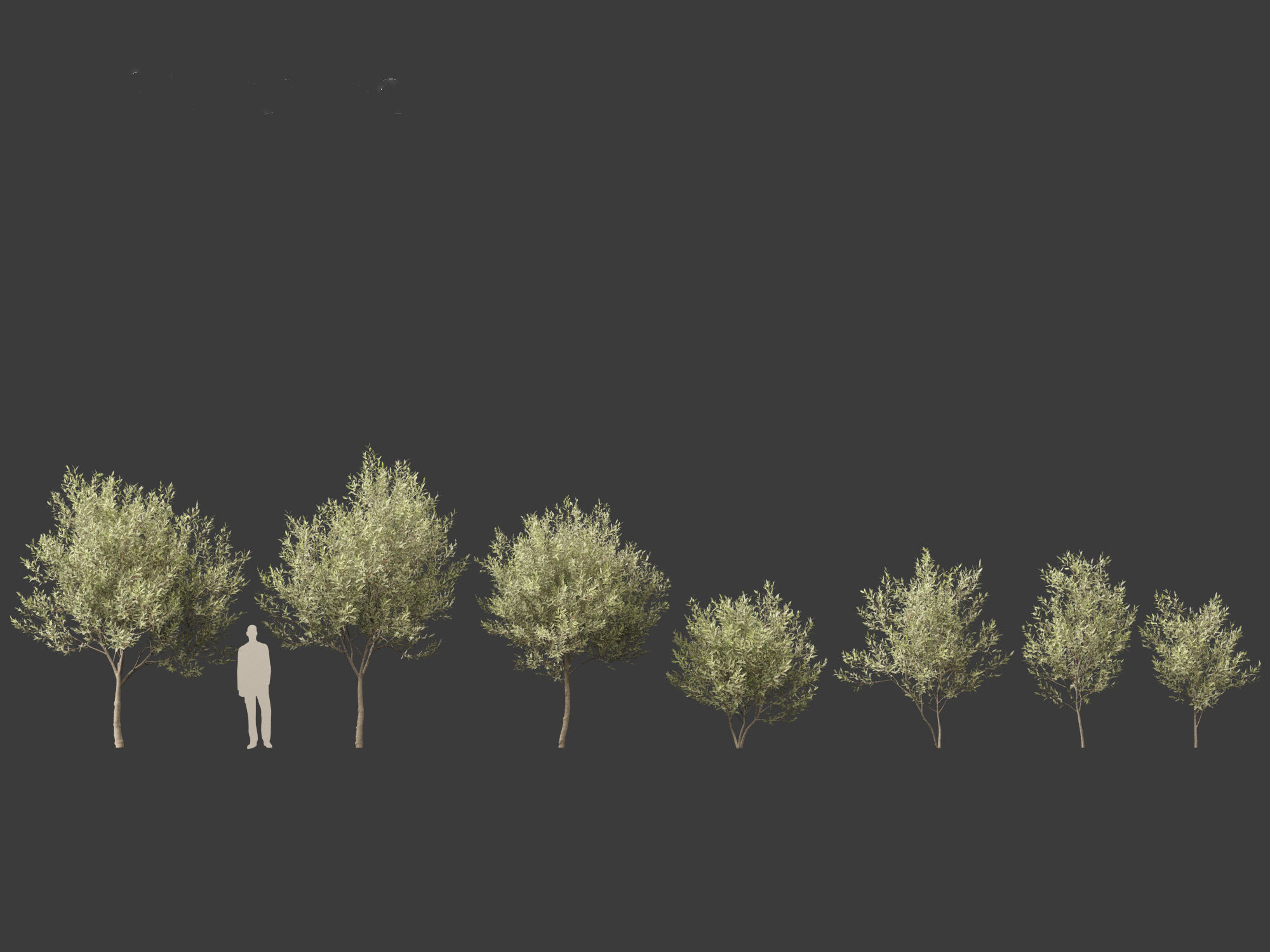 Salix pentandra - The bay willow 01 3D model_1