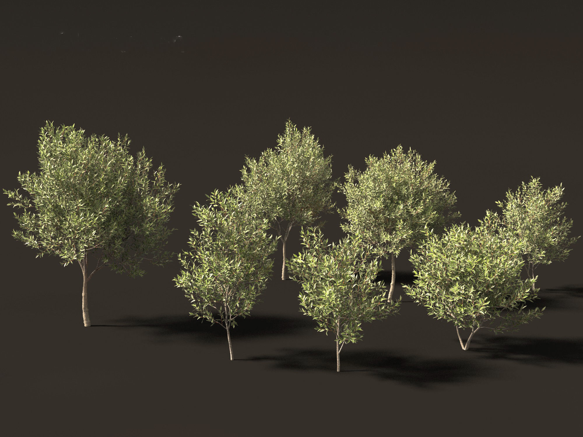 Salix pentandra - The bay willow 01 3D model_6