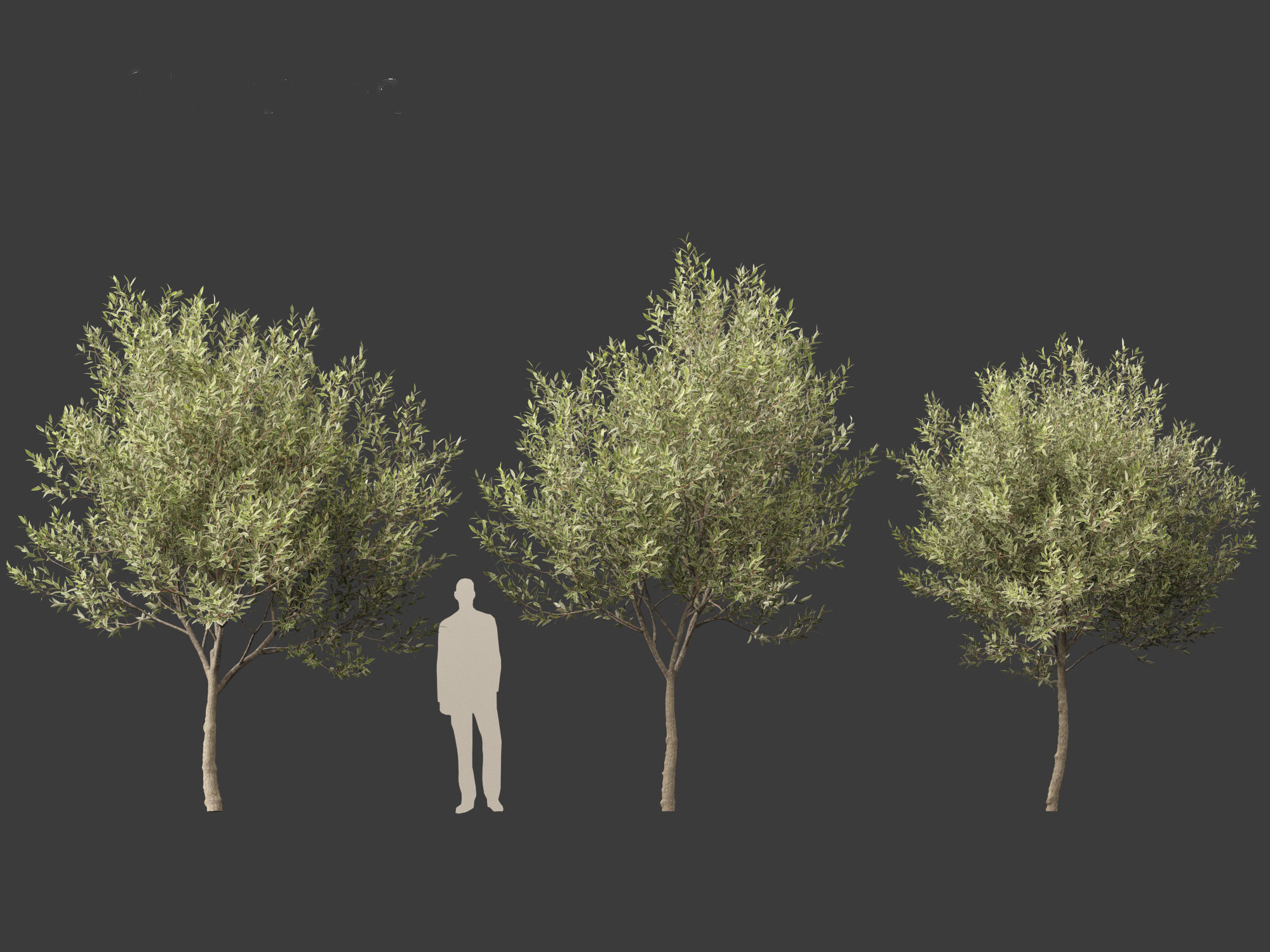 Salix pentandra - The bay willow 01 3D model_3