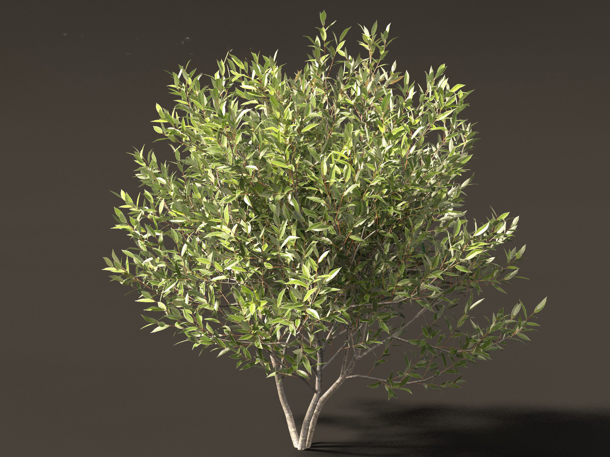 Salix pentandra - The bay willow 01 3D model_7