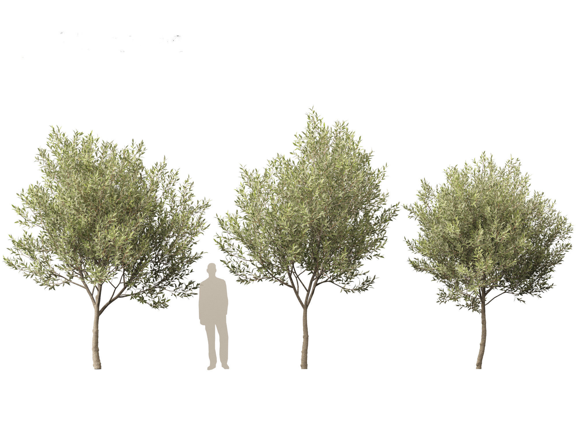 Salix pentandra - The bay willow 01 3D model_2
