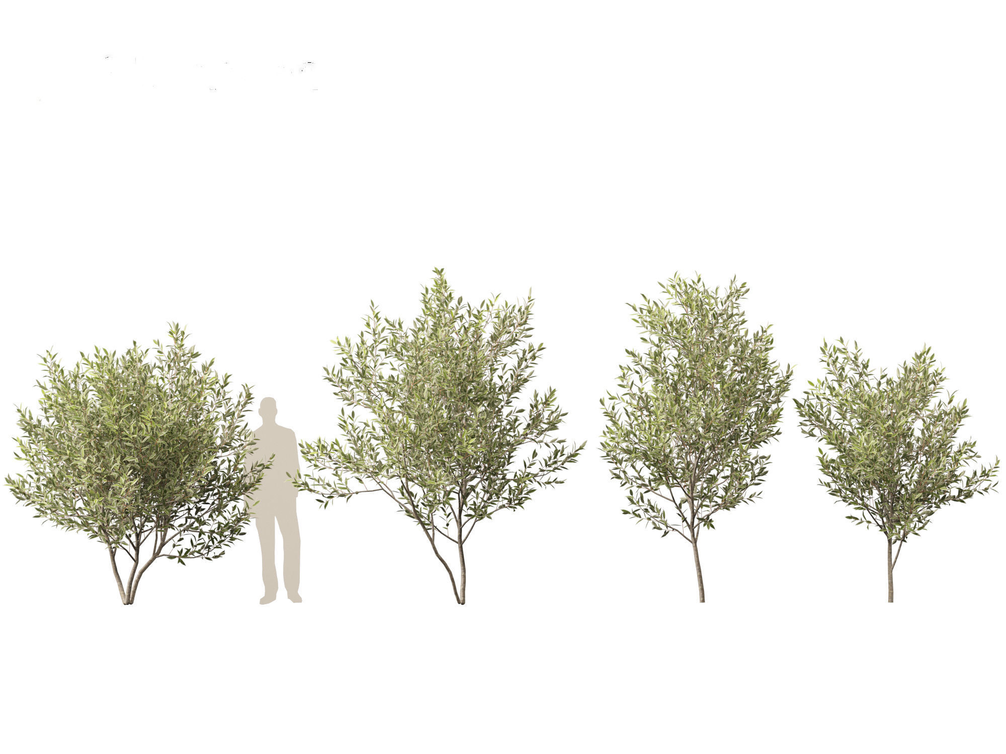 Salix pentandra - The bay willow 01 3D model_4
