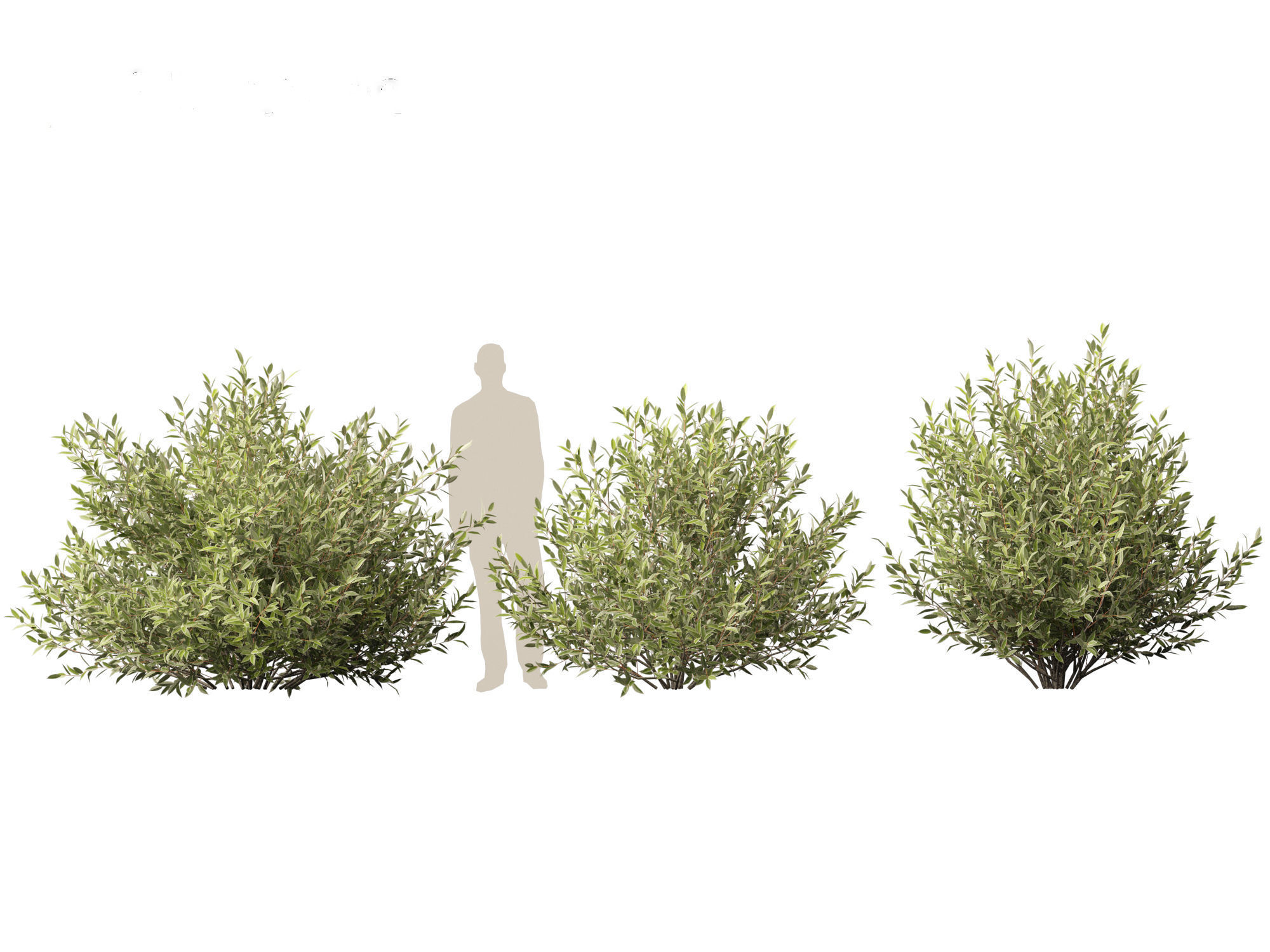 Salix pentandra - The bay willow 02 3D model_5