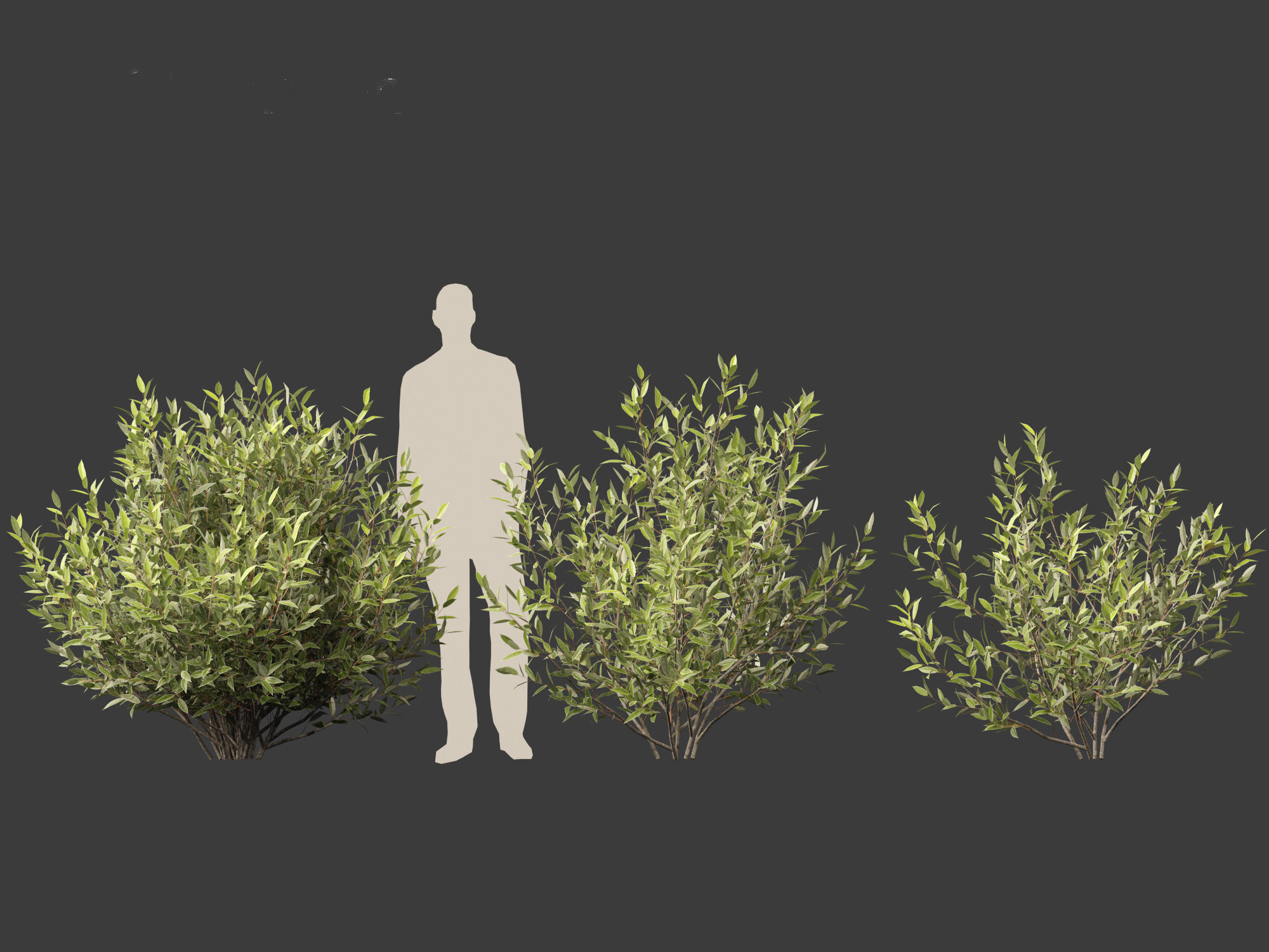 Salix pentandra - The bay willow 02 3D model_8