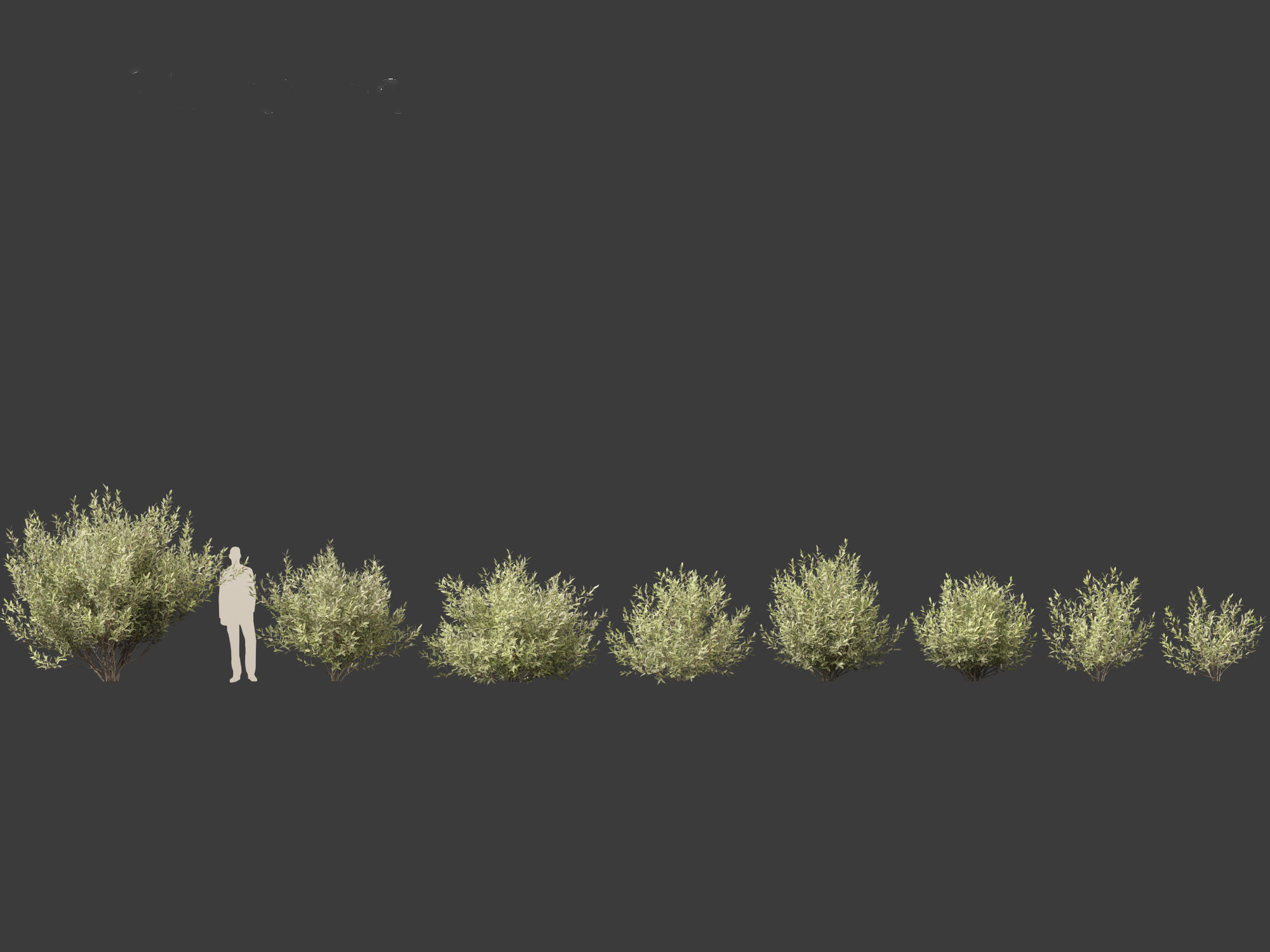 Salix pentandra - The bay willow 02 3D model_2