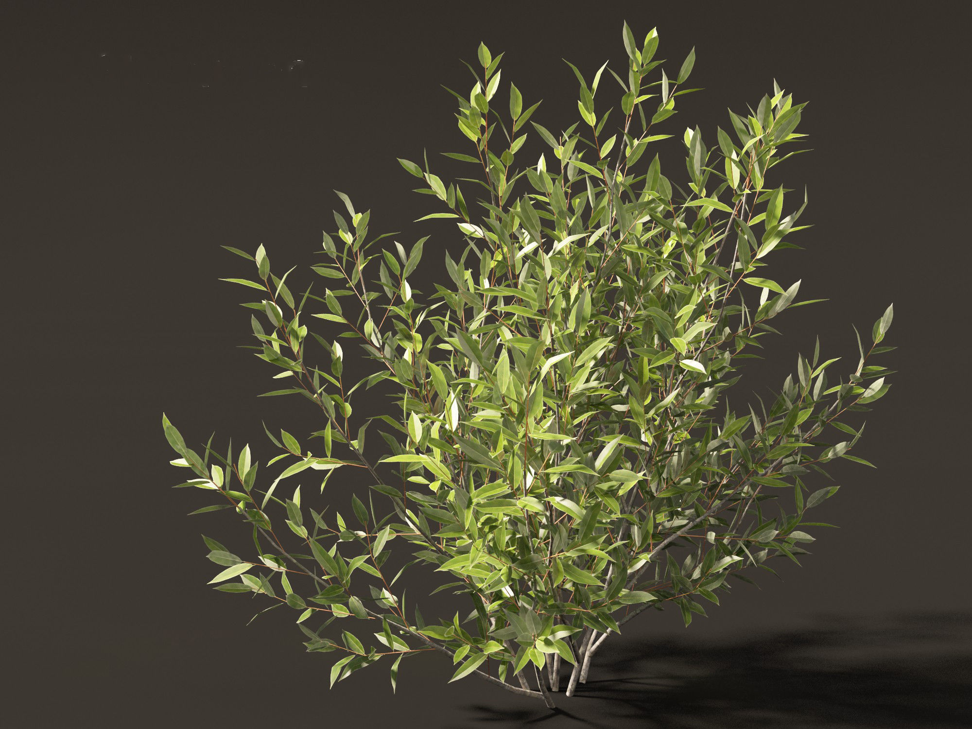 Salix pentandra - The bay willow 02 3D model_1