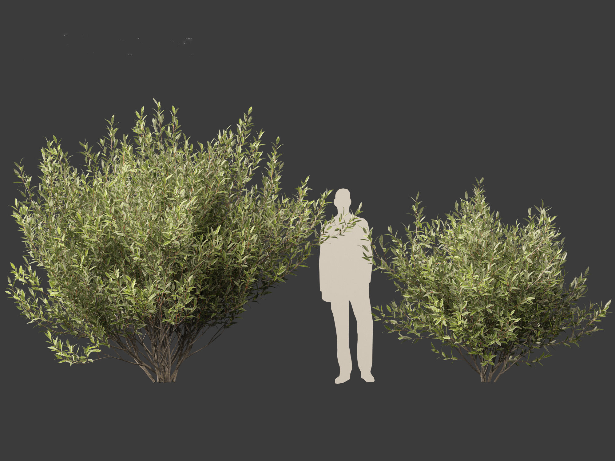 Salix pentandra - The bay willow 02 3D model_4
