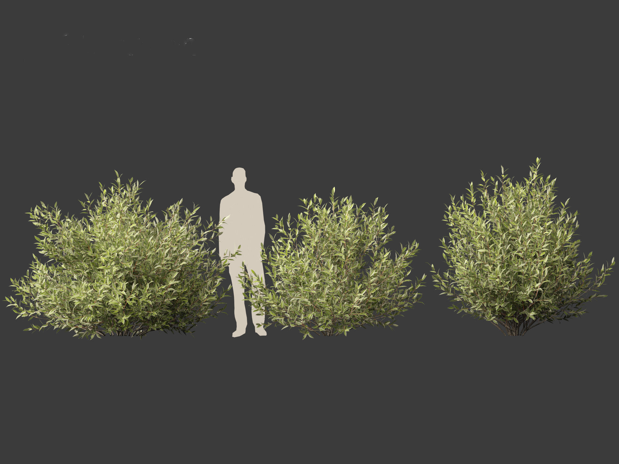 Salix pentandra - The bay willow 02 3D model_6