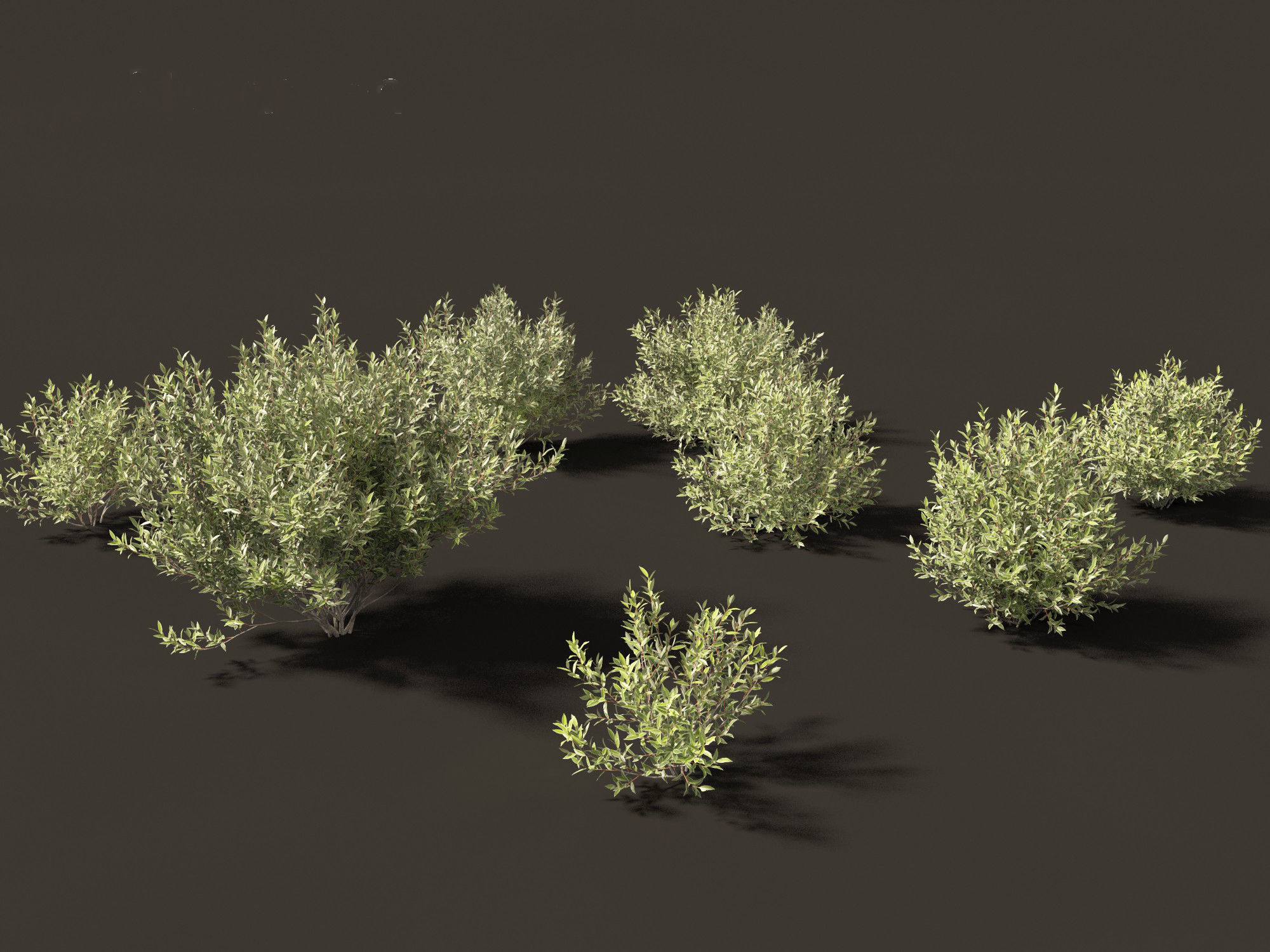 Salix pentandra - The bay willow 02 3D model_9