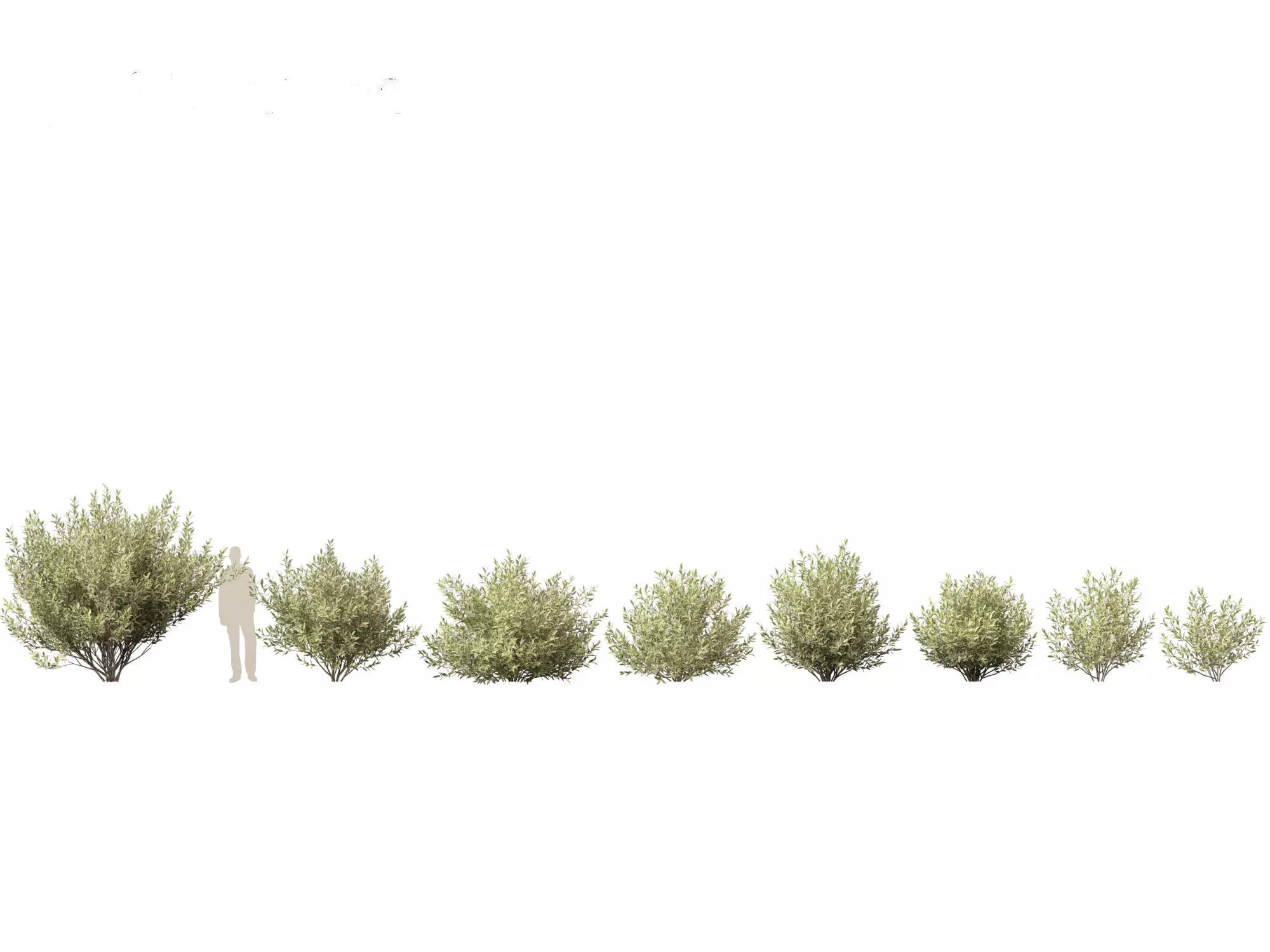 Salix pentandra - The bay willow 02 3D model_0