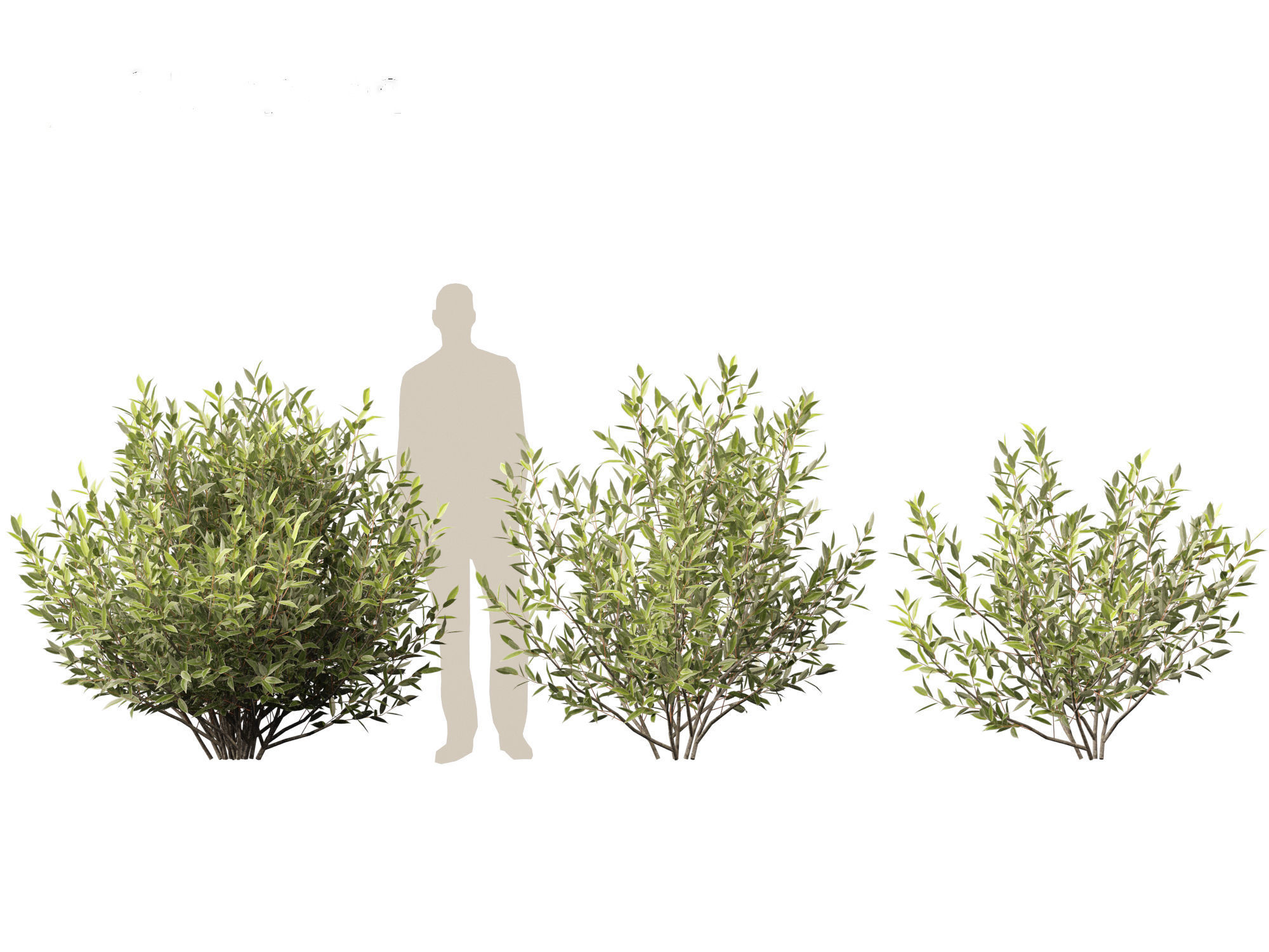 Salix pentandra - The bay willow 02 3D model_7