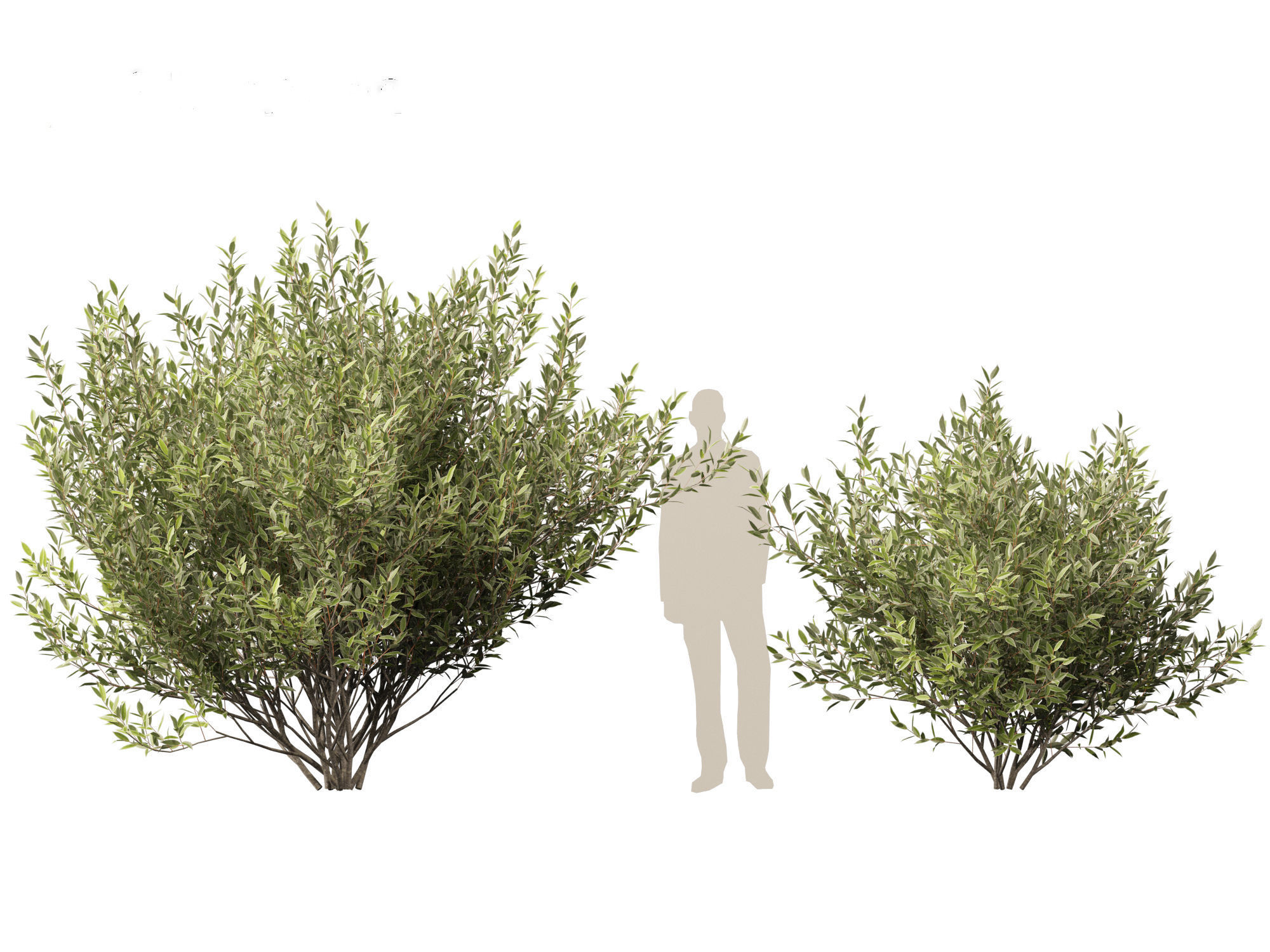 Salix pentandra - The bay willow 02 3D model_3