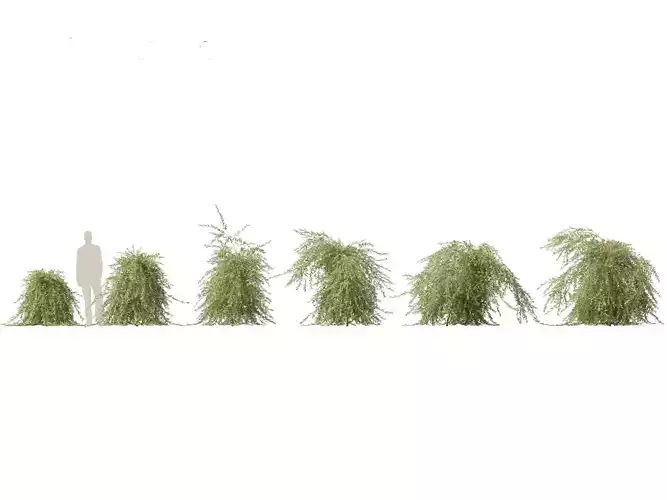 Salix purpurea - The purple willow 03