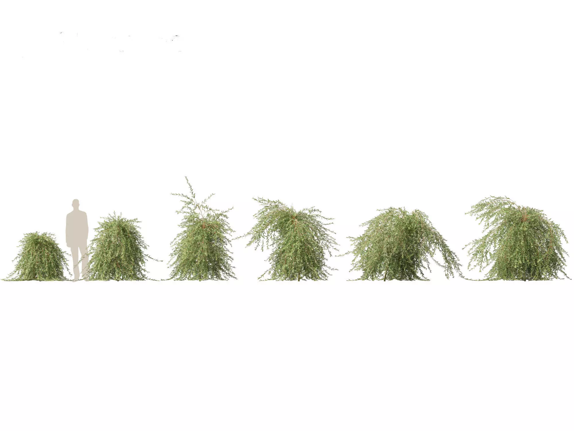 Salix purpurea - The purple willow 03 3D model