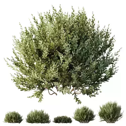 HQ Plants Montra Olive Bush Version10 3D model