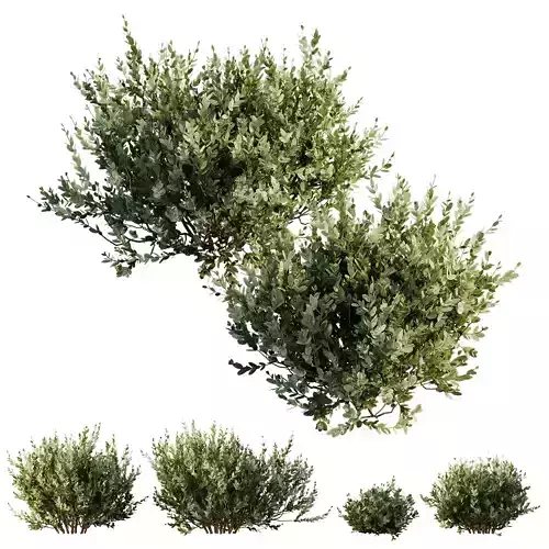 HQ Plants Montra Olive Bush Version9 3D model