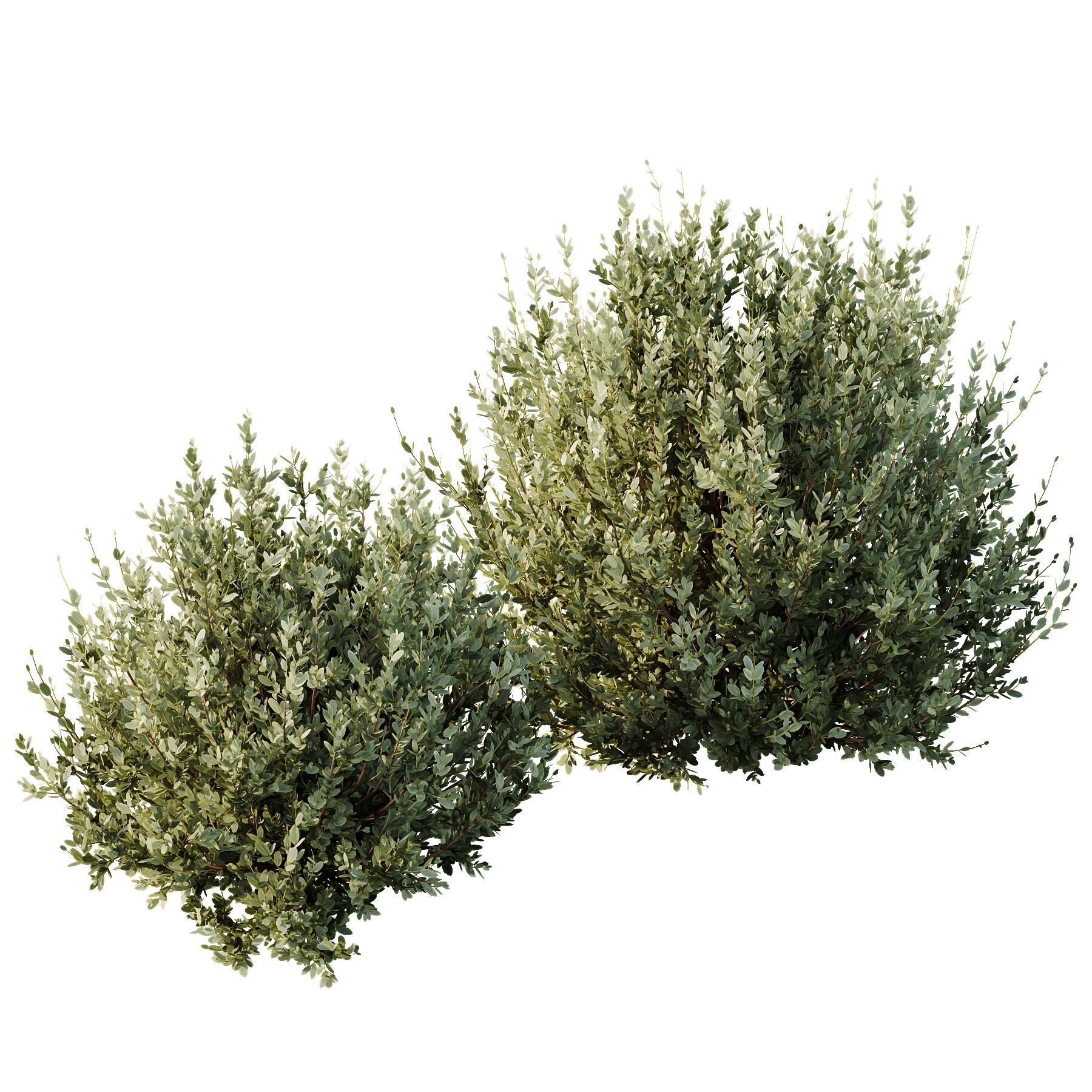 HQ Plants Montra Olive Bush Version8 3D model_2