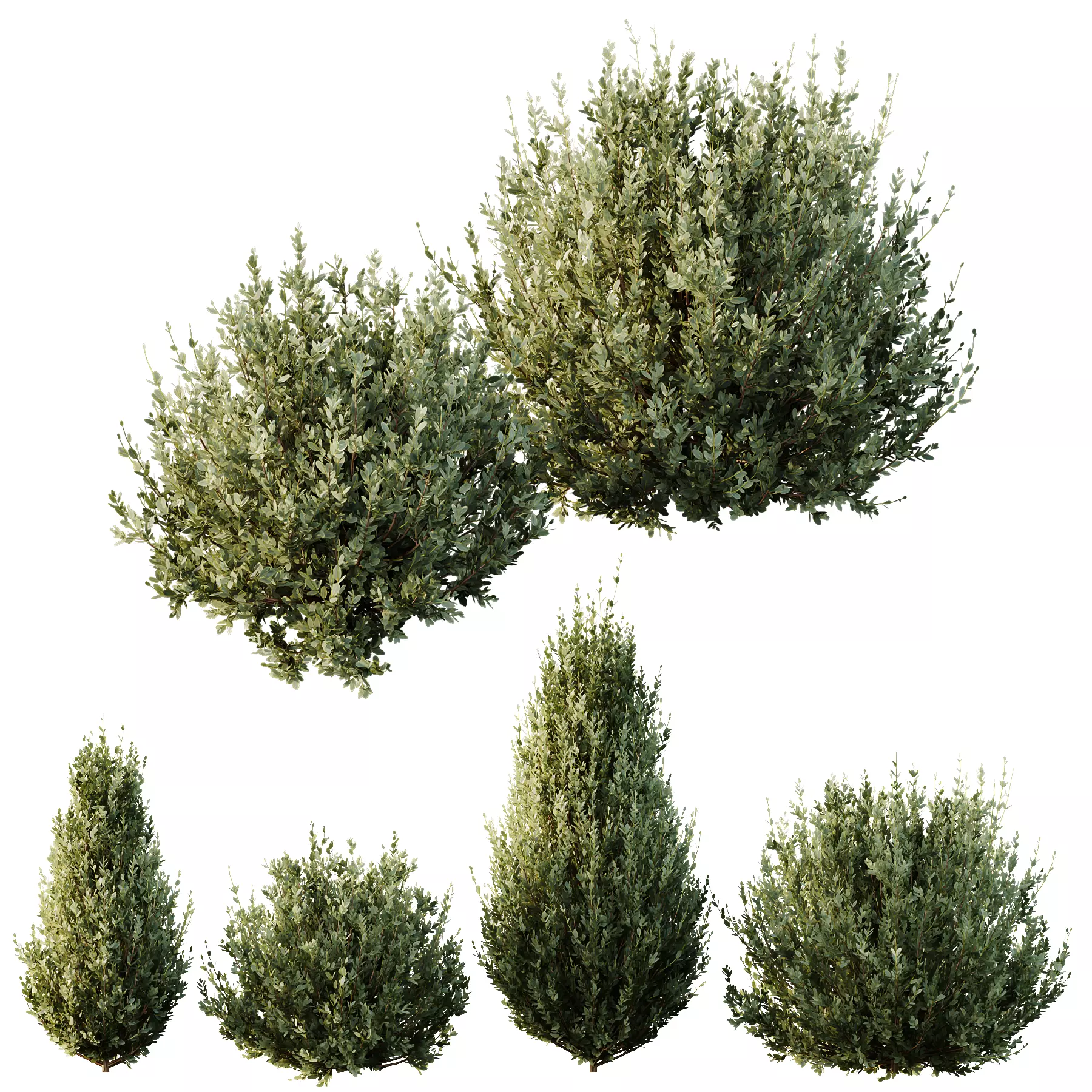 HQ Plants Montra Olive Bush Version8 3D model_0