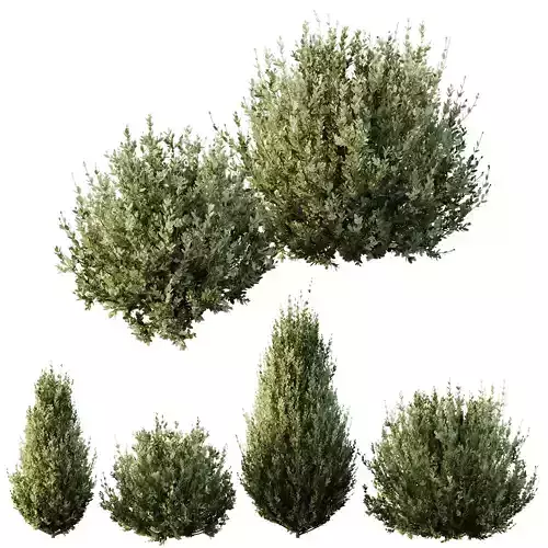 HQ Plants Montra Olive Bush Version8 3D model