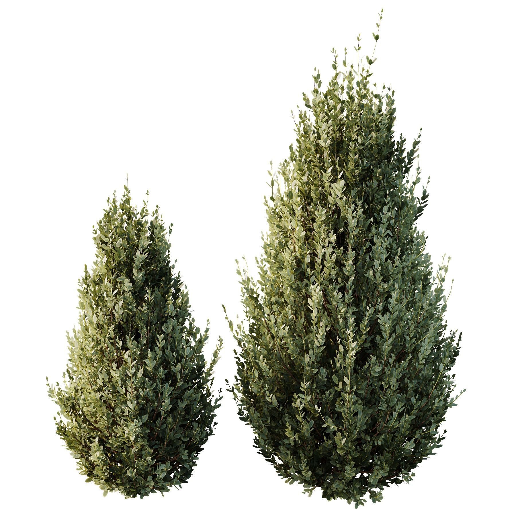 HQ Plants Montra Olive Bush Version8 3D model_1