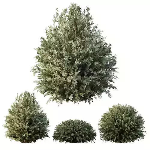 HQ Plants Montra Olive Bush Version7 3D model