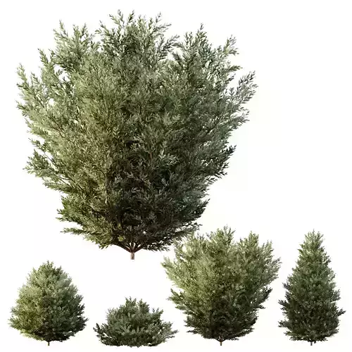 HQ Plants Montra Olive Bush Version6 3D model
