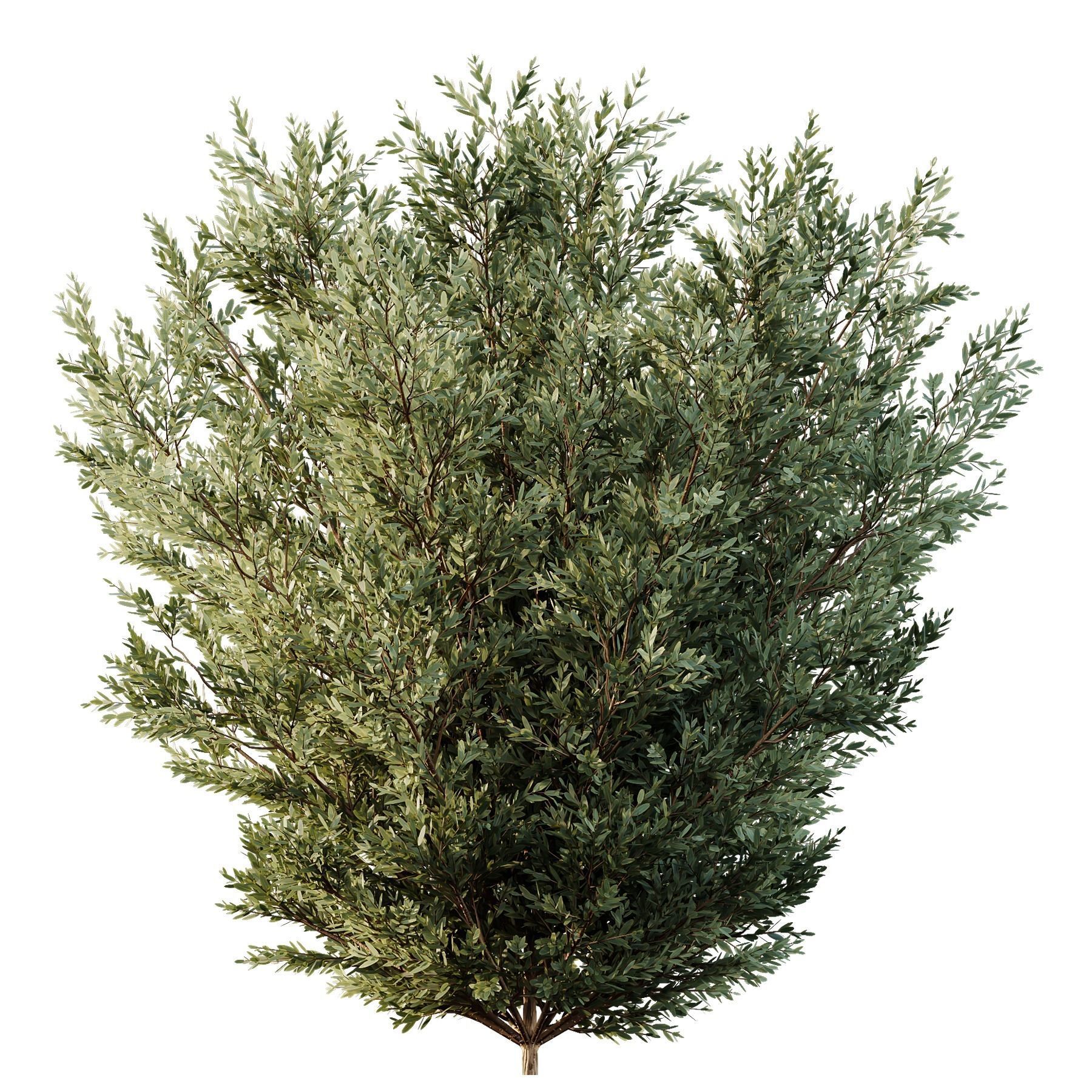 HQ Plants Montra Olive Bush Version6 3D model_2