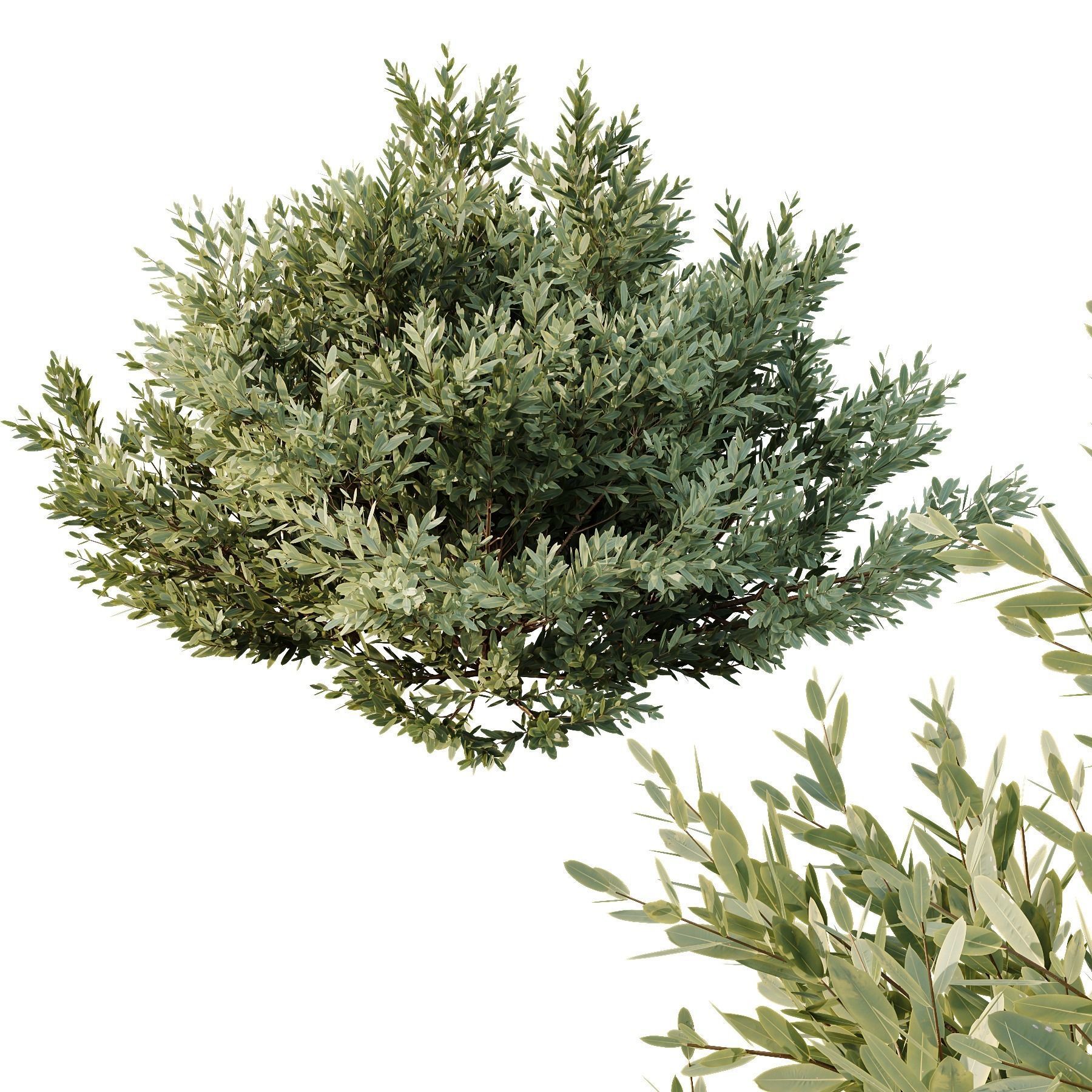 HQ Plants Montra Olive Bush Version6 3D model_1