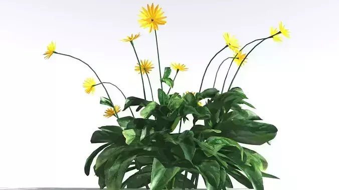 EVERYPlant Arrowleaf Balsamroot LowPoly 1 --18 Models-- Low-poly 3D model