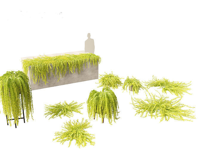 Lysimachia nummularia - Moneywort  3D model