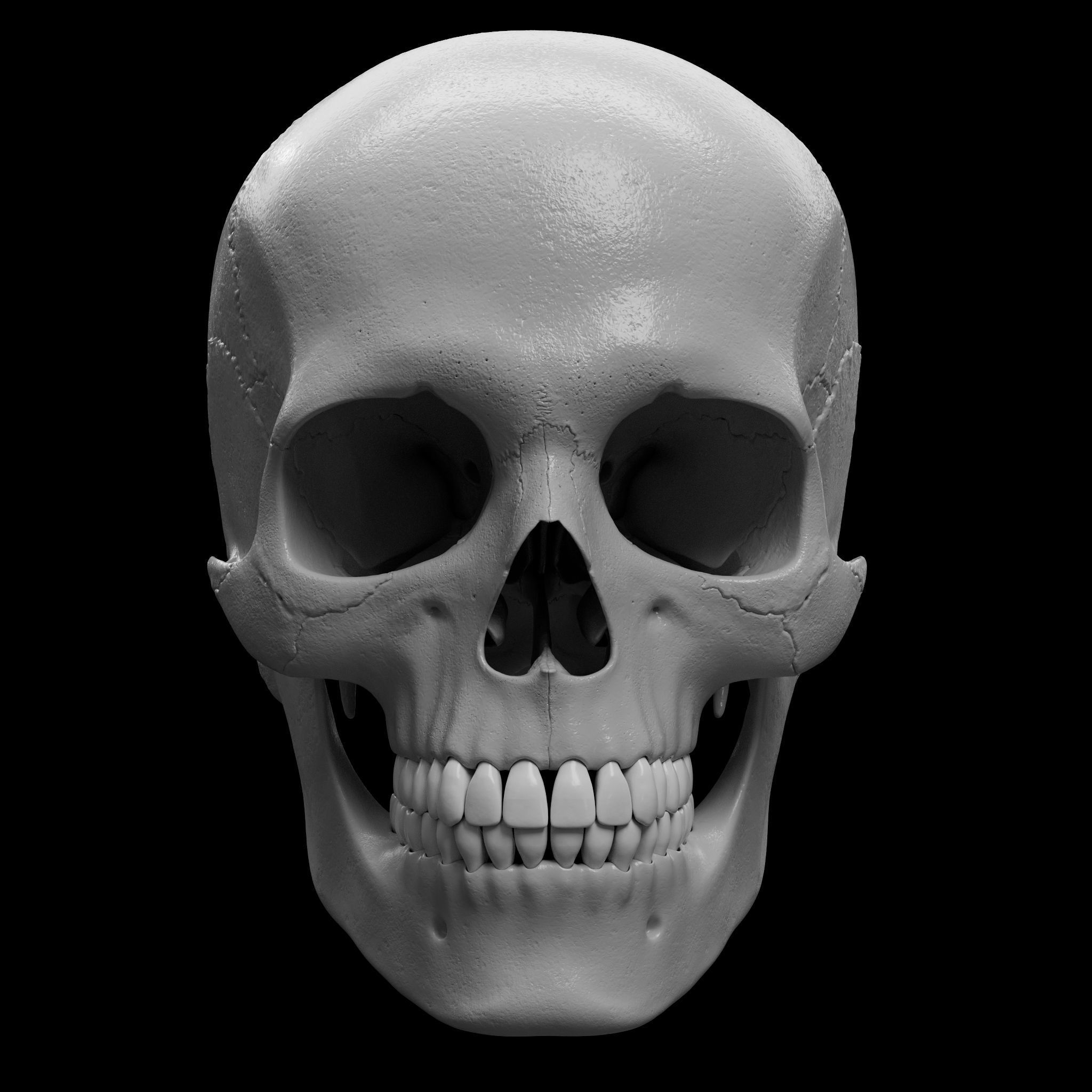 Cranium - Skull - C-Spine  3D print model_3