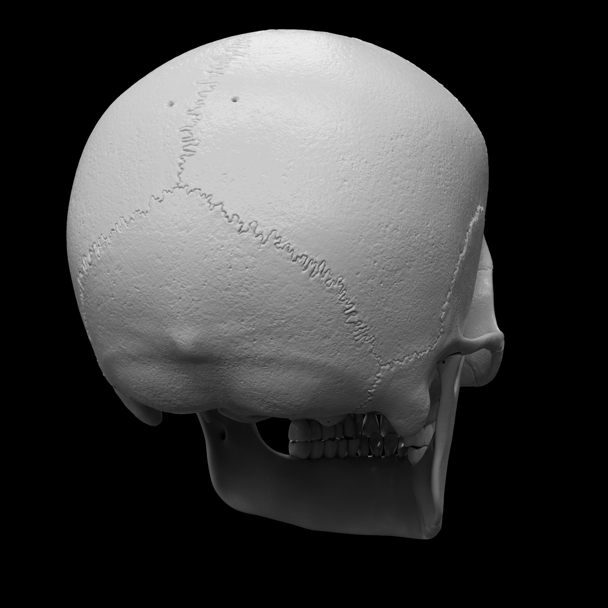 Cranium - Skull - C-Spine  3D print model_8