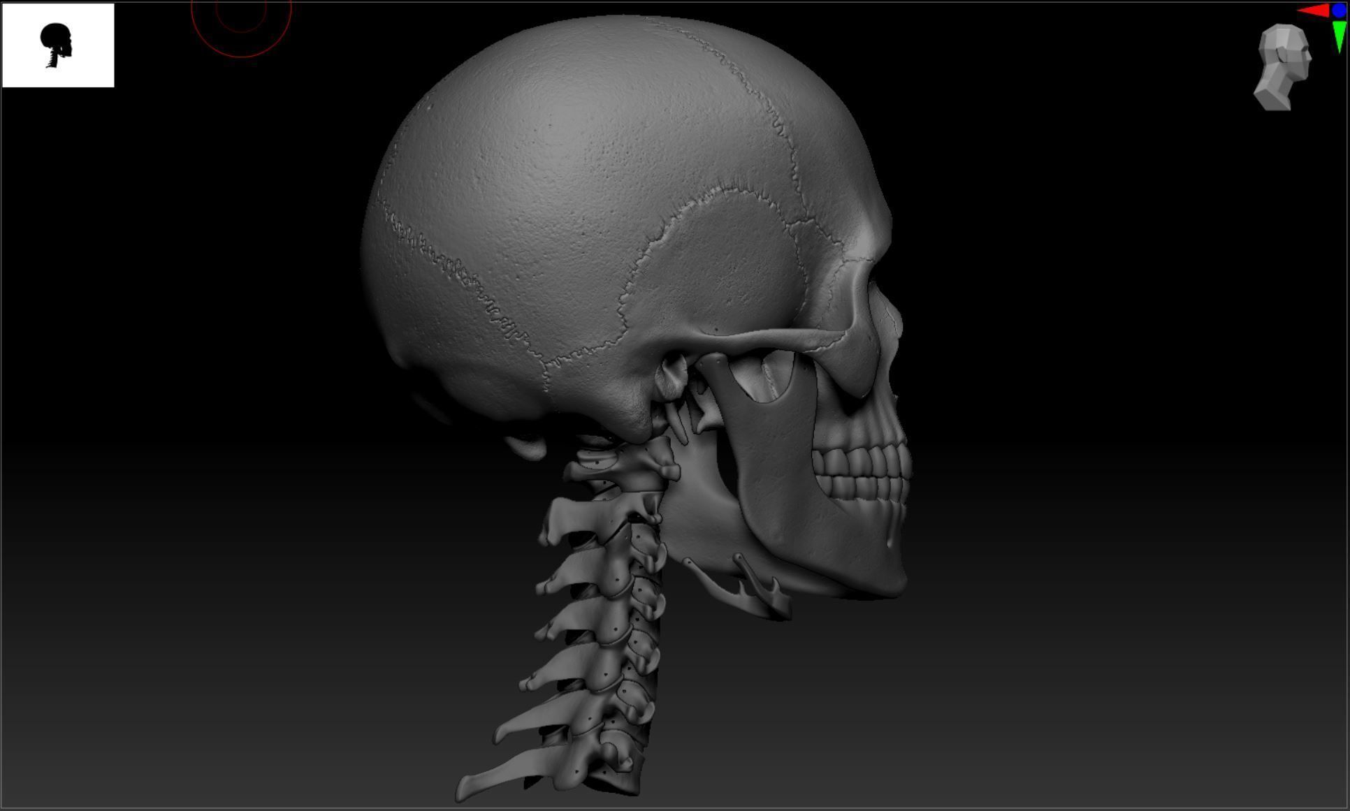 Cranium - Skull - C-Spine  3D print model_30