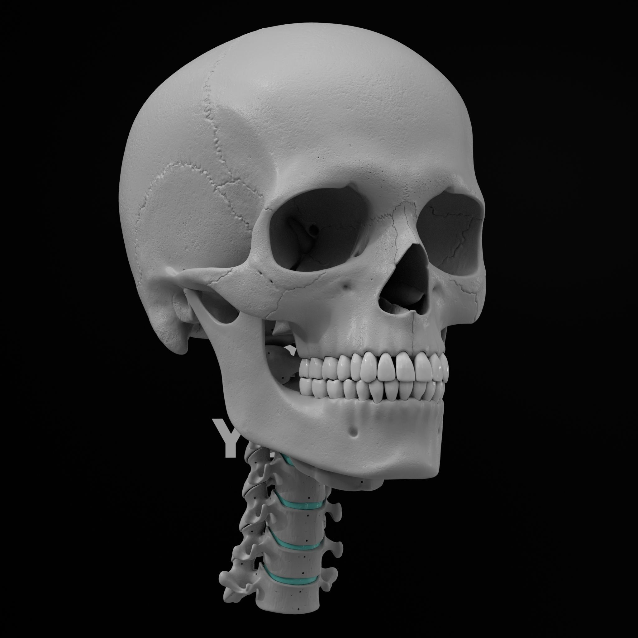 Cranium - Skull - C-Spine  3D print model_22