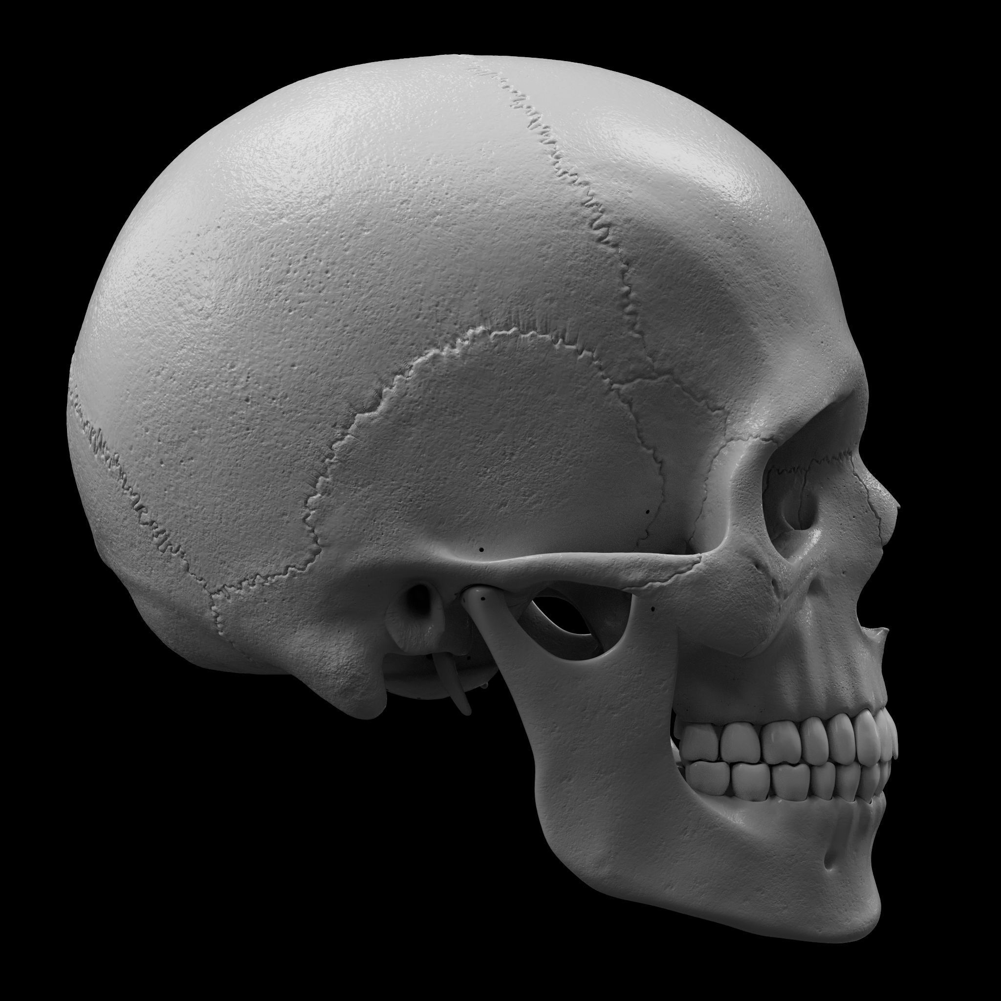 Cranium - Skull - C-Spine  3D print model_6