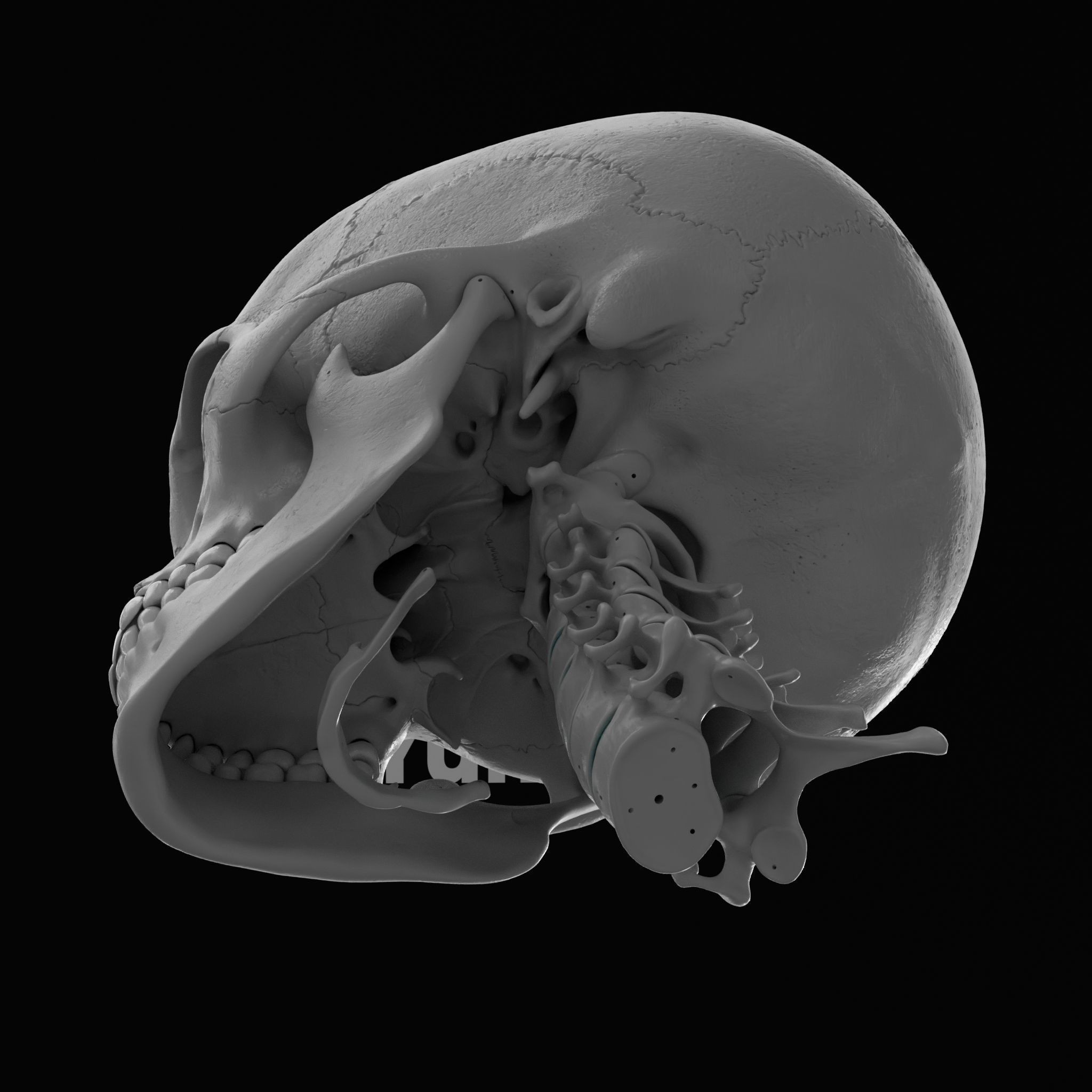 Cranium - Skull - C-Spine  3D print model_25