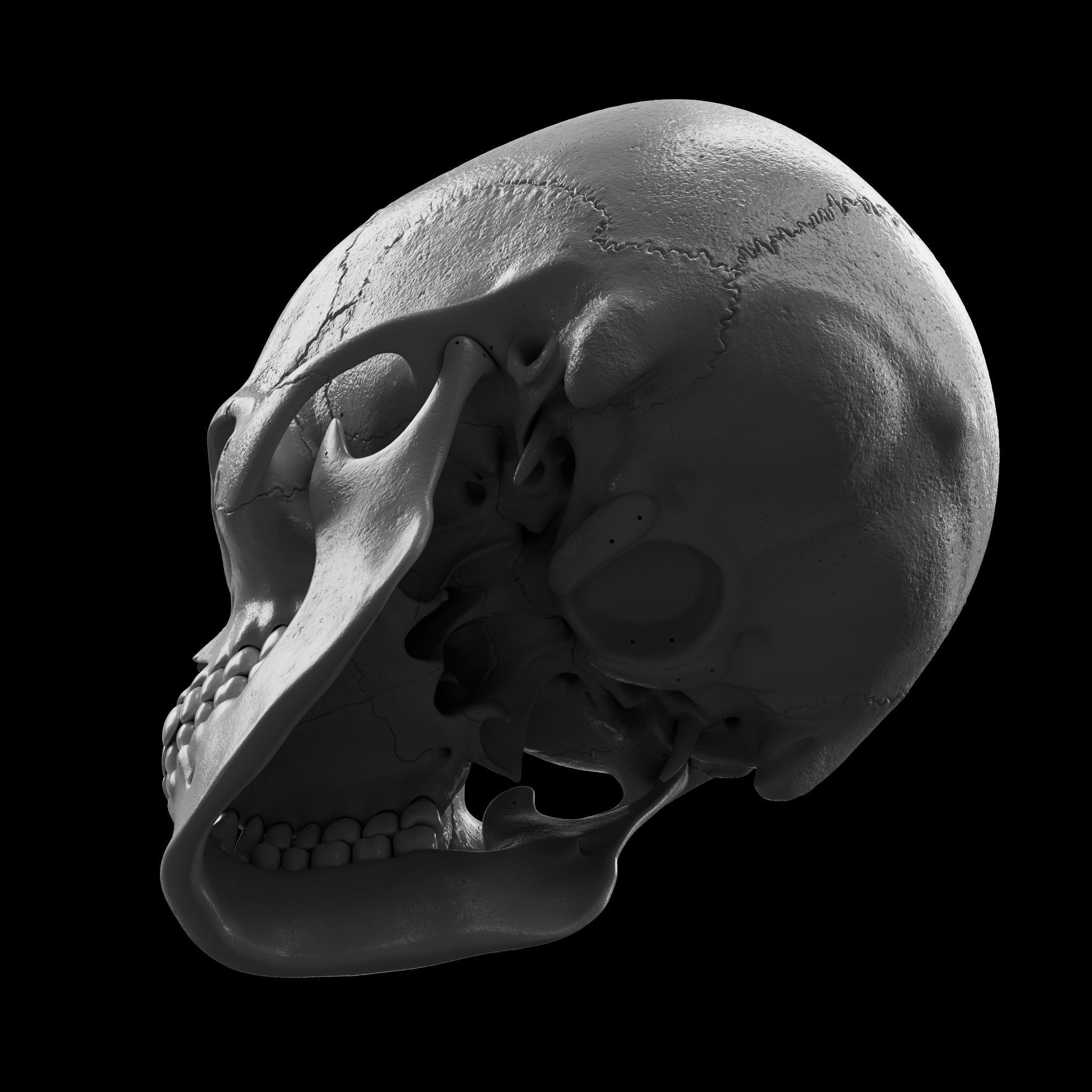 Cranium - Skull - C-Spine  3D print model_11
