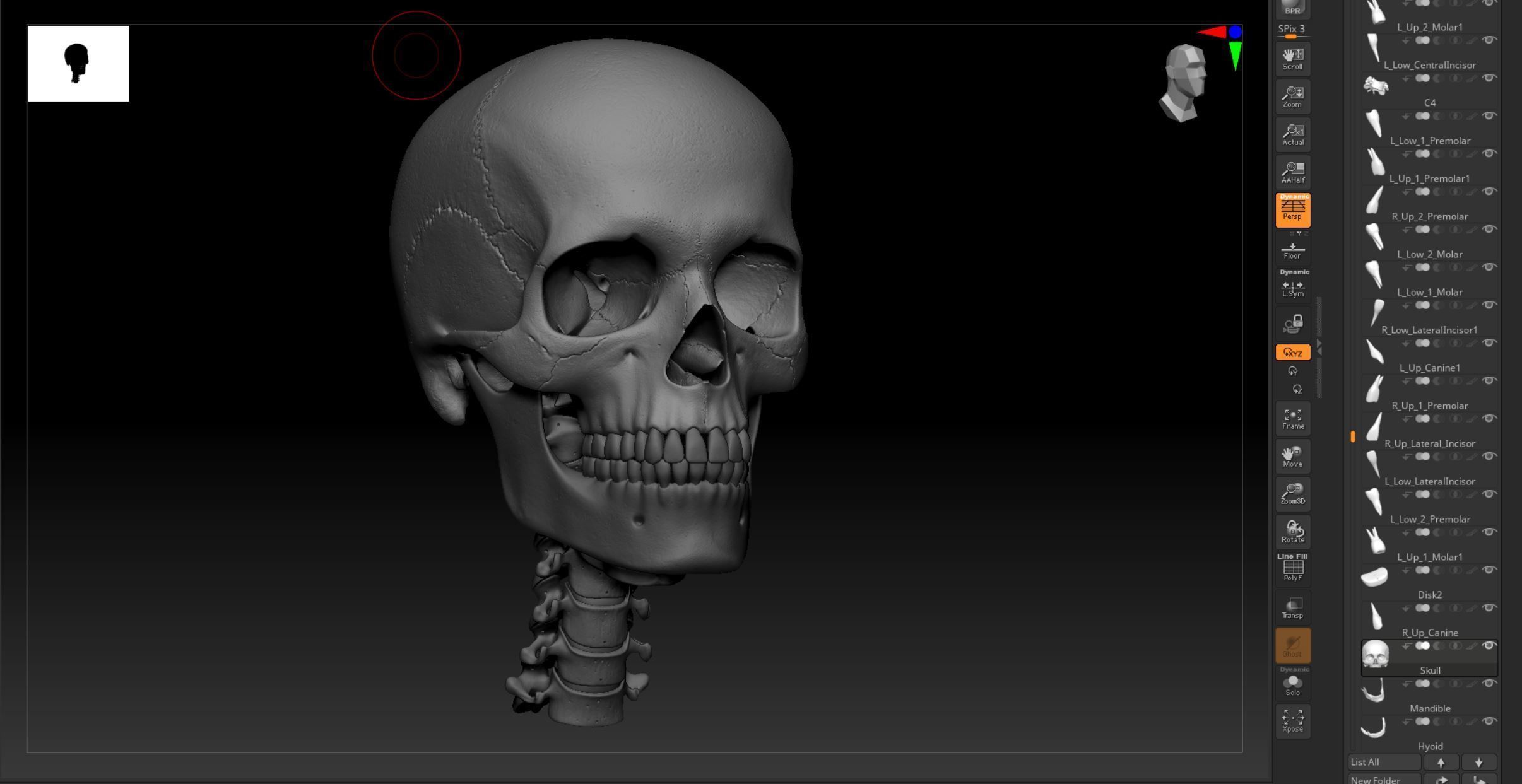 Cranium - Skull - C-Spine  3D print model_29