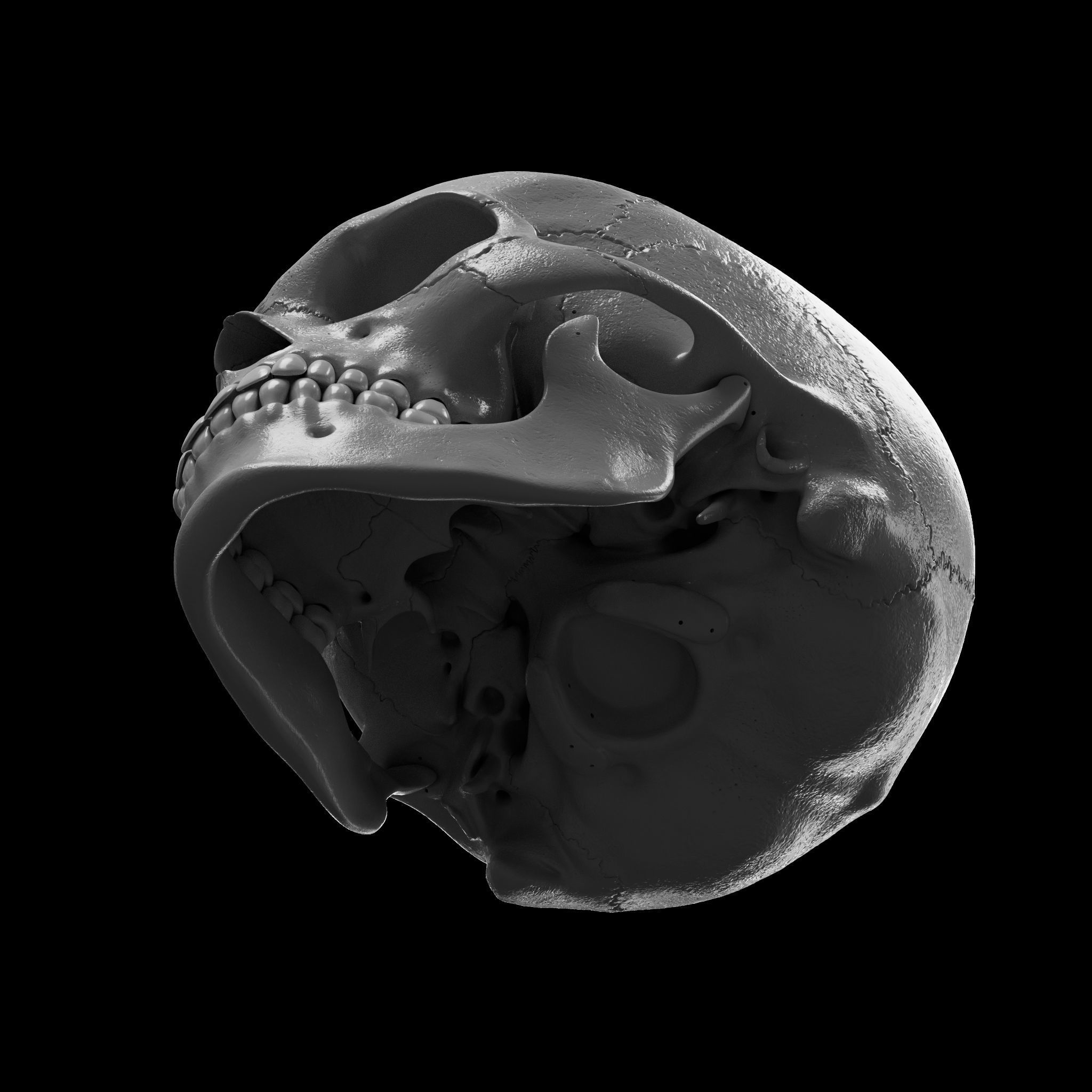 Cranium - Skull - C-Spine  3D print model_12