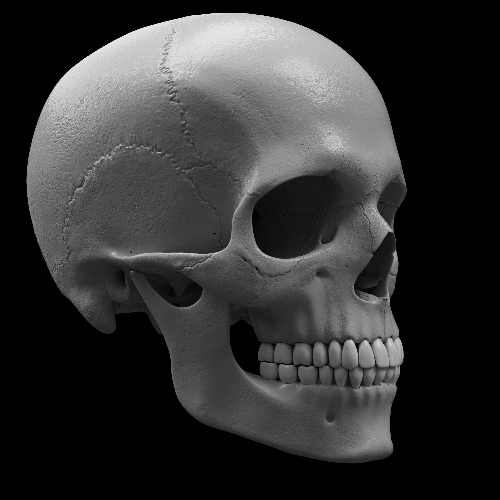 Cranium - Skull - C-Spine  3D print model_5