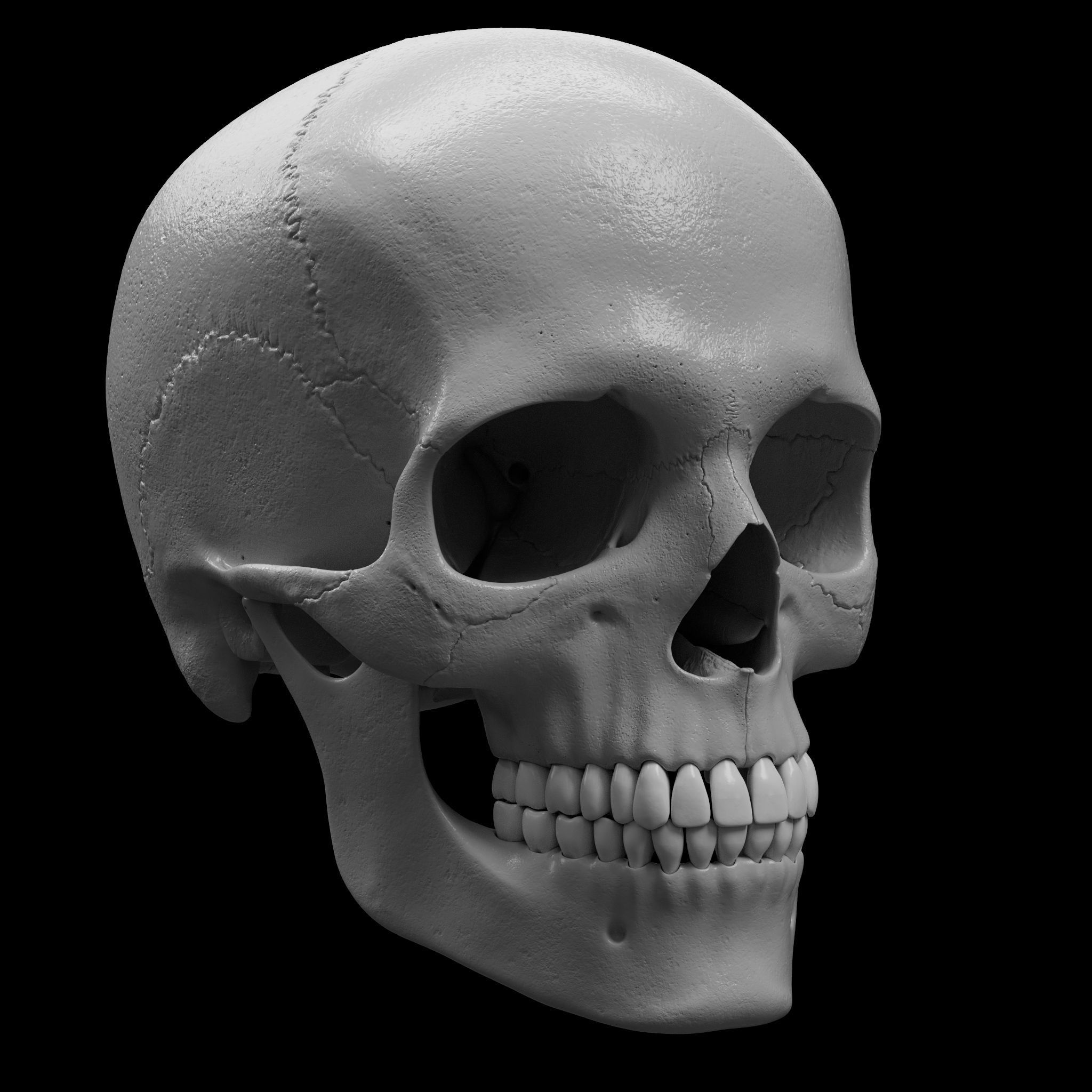 Cranium - Skull - C-Spine  3D print model_4