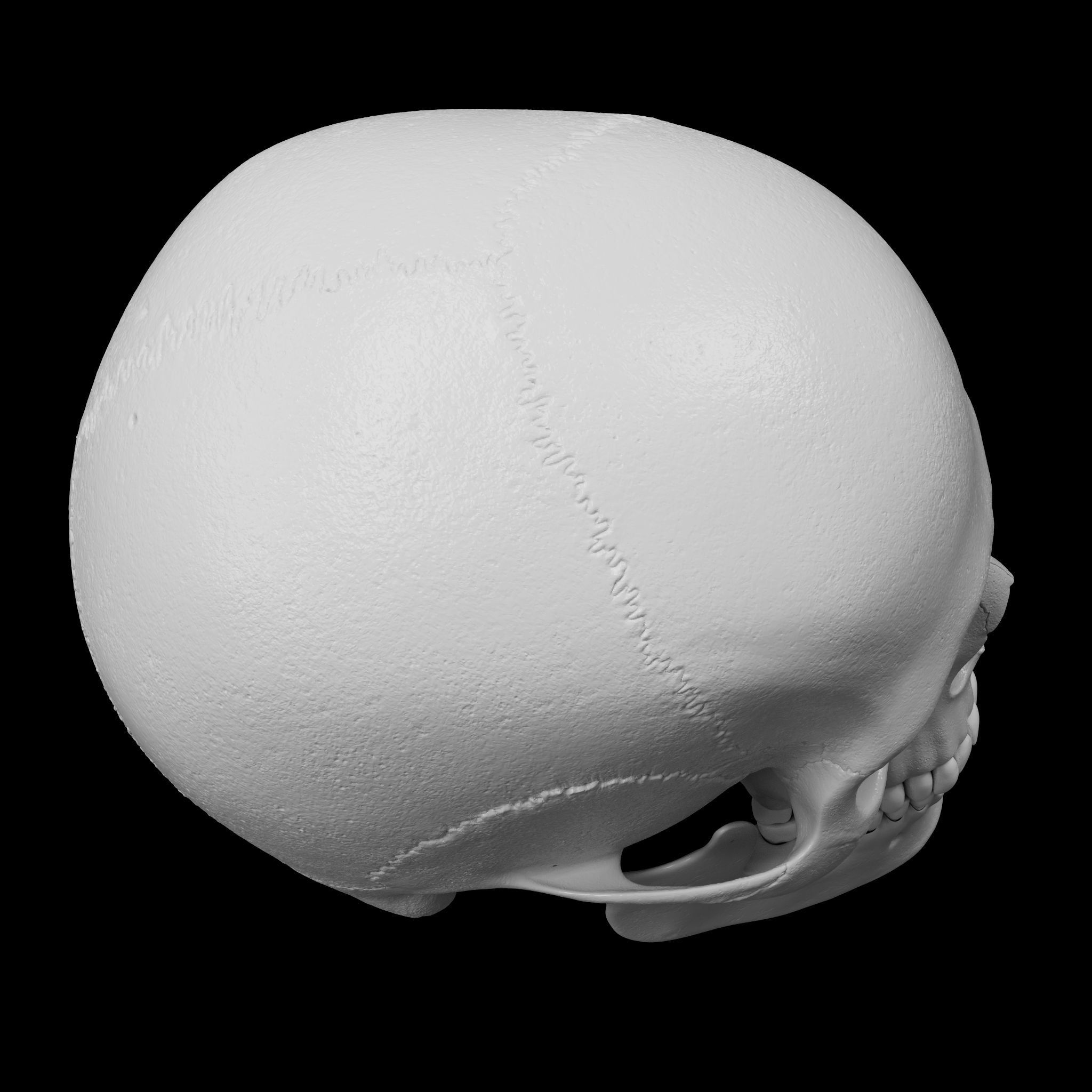 Cranium - Skull - C-Spine  3D print model_18