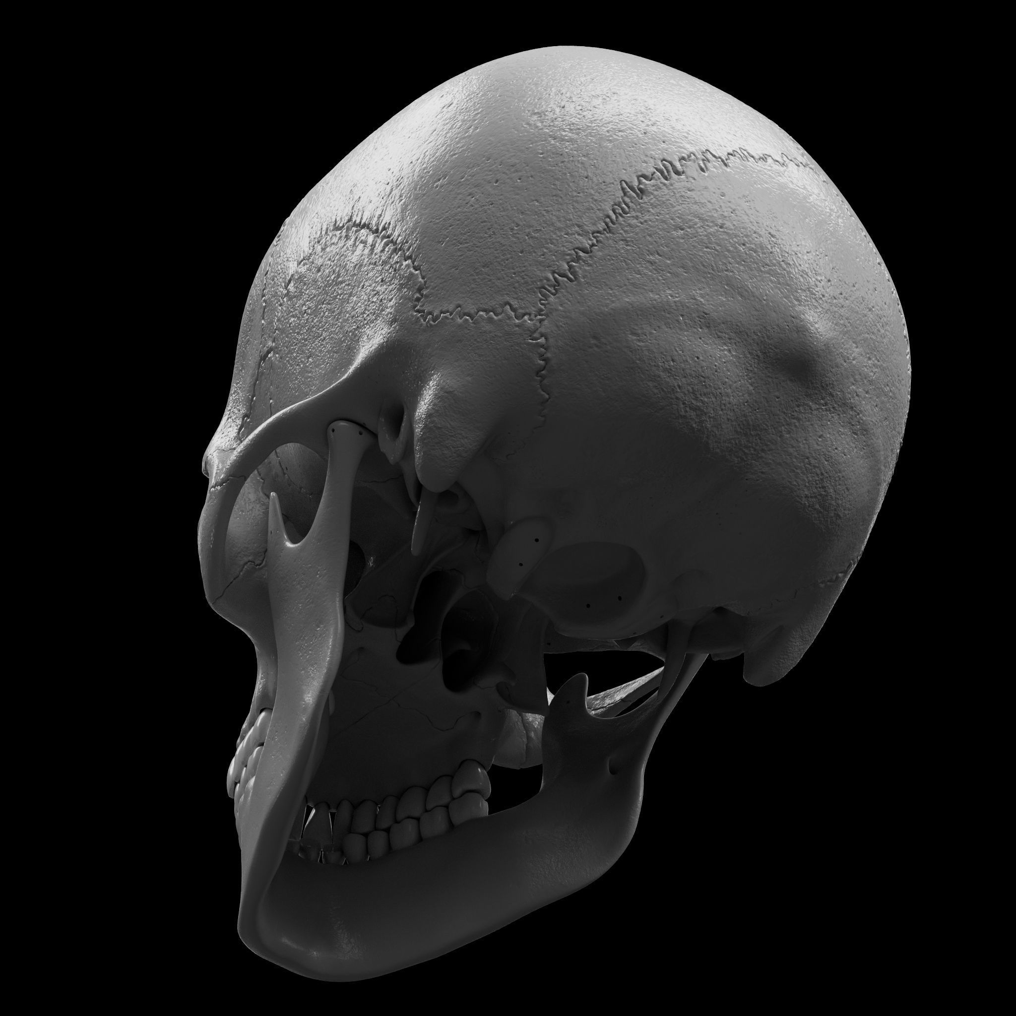Cranium - Skull - C-Spine  3D print model_10