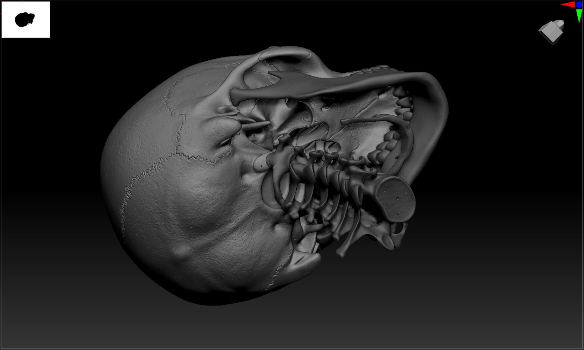 Cranium - Skull - C-Spine  3D print model_35